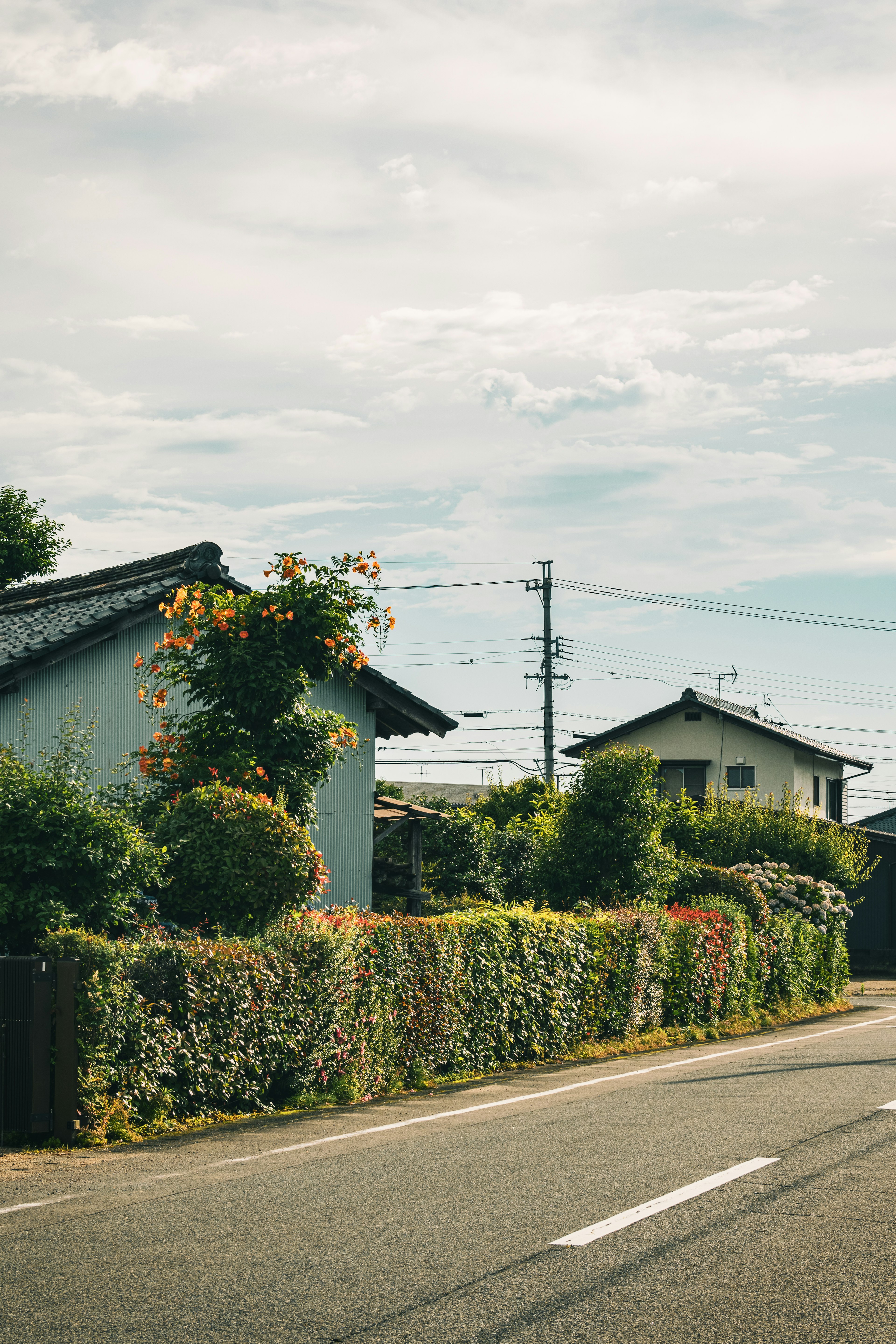 Houses along a quiet road with lush hedges