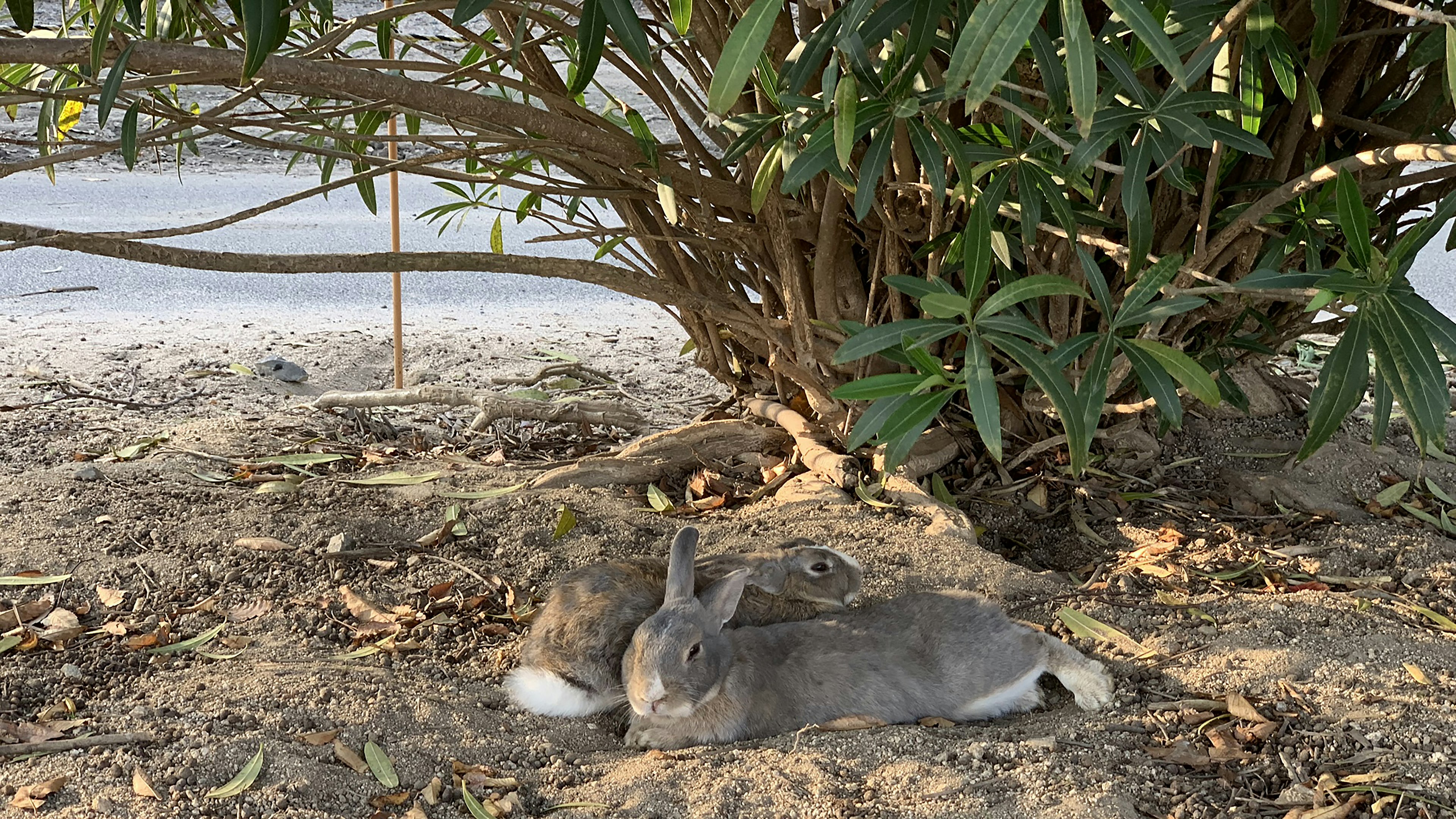 Deux lapins se reposant sous un buisson