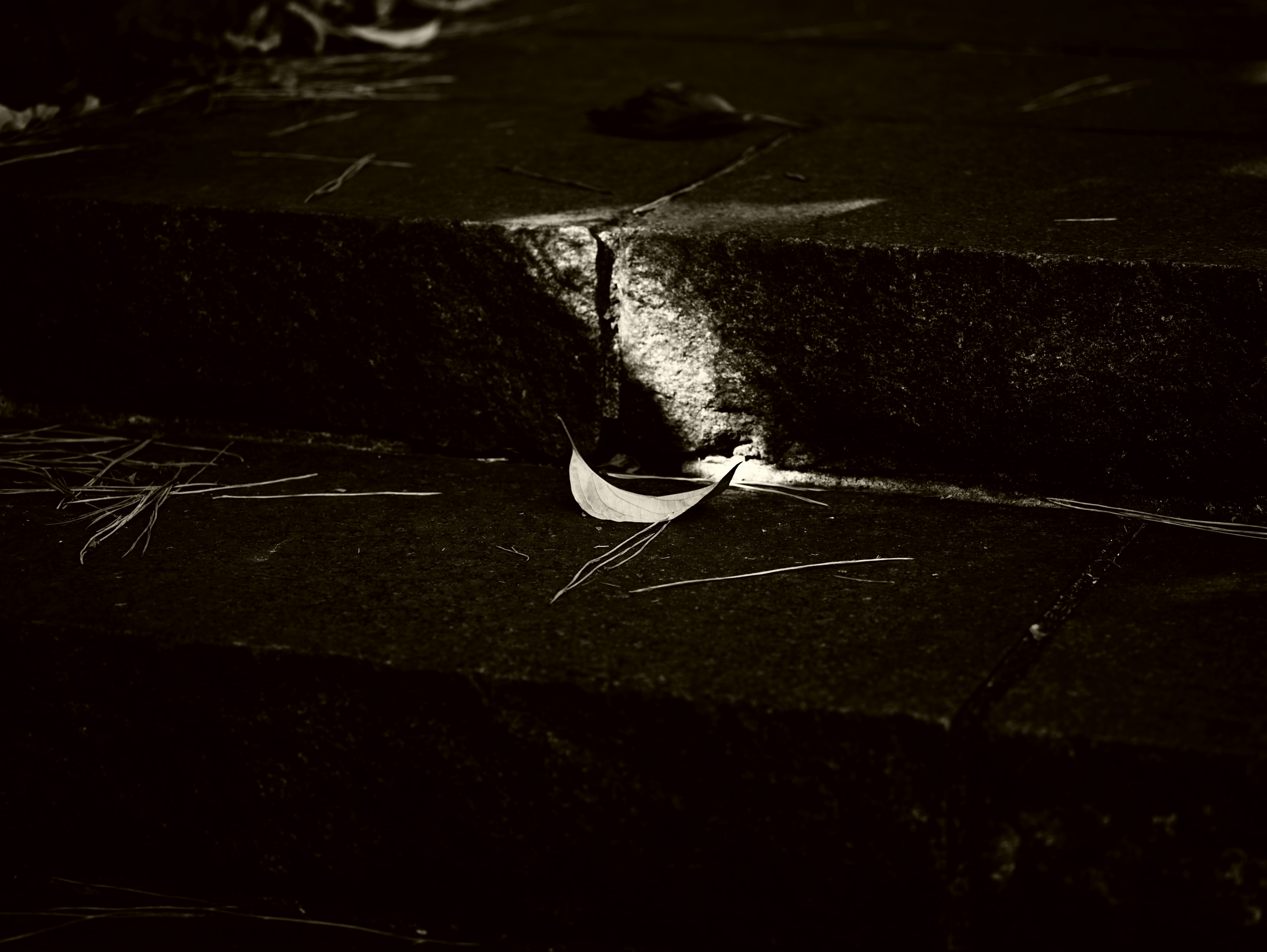 Close-up of dark stone steps with scattered leaves and twigs