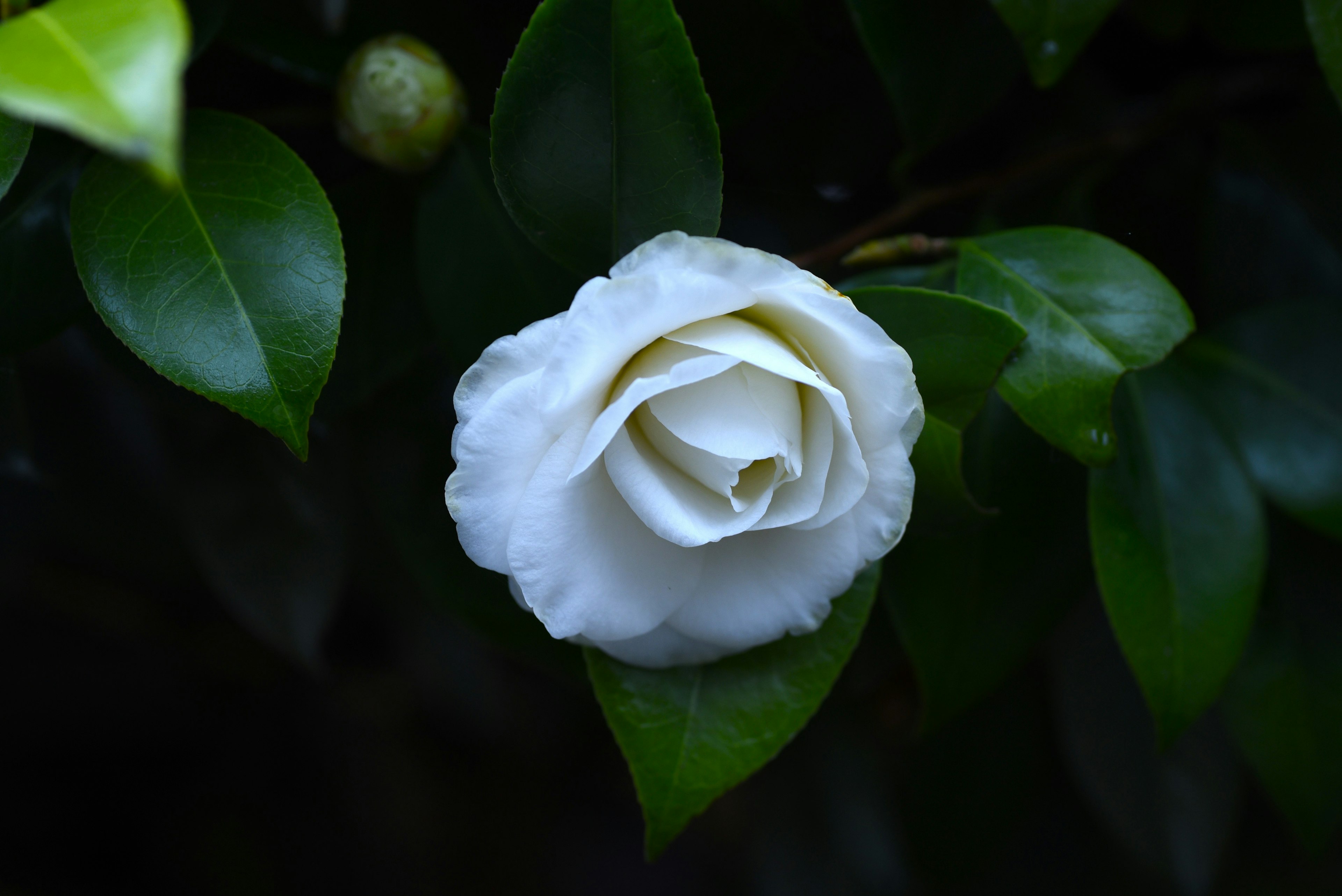 Bunga camelia putih mekar di antara daun hijau