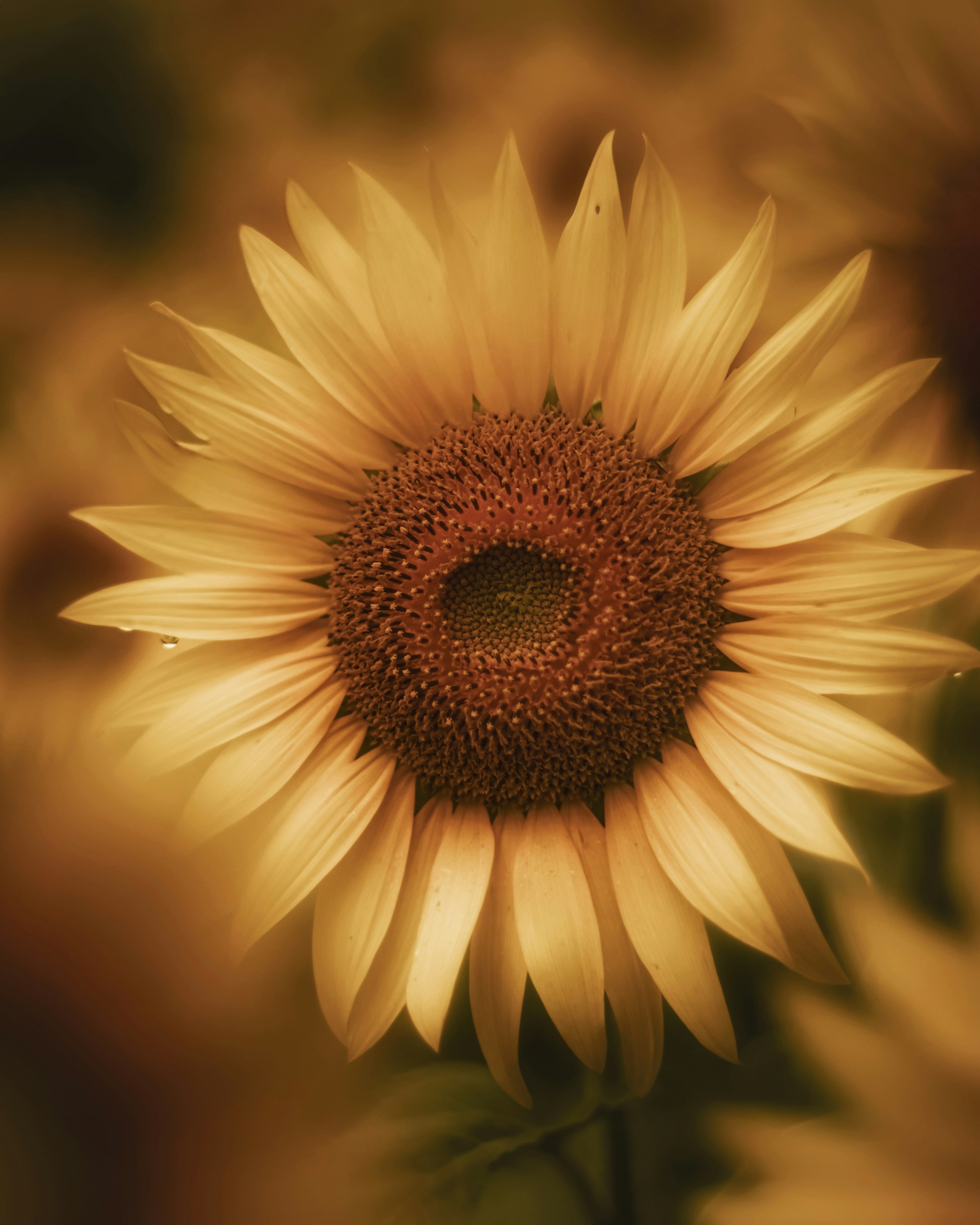 Un girasol vibrante en el centro rodeado de luz suave