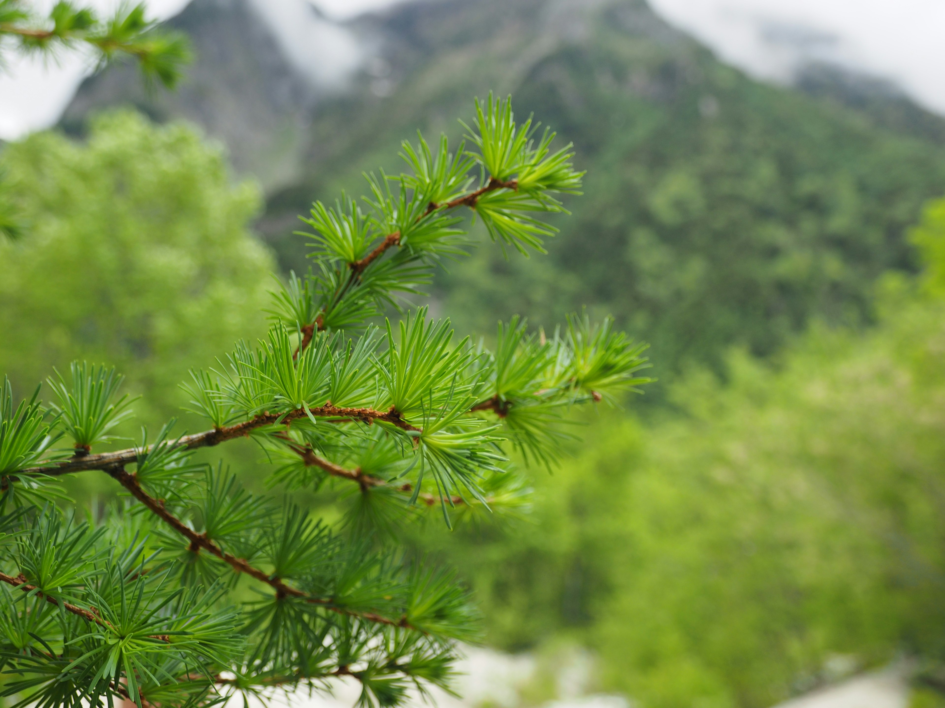 Primo piano di un ramo di conifera verde con montagne e nuvole sullo sfondo