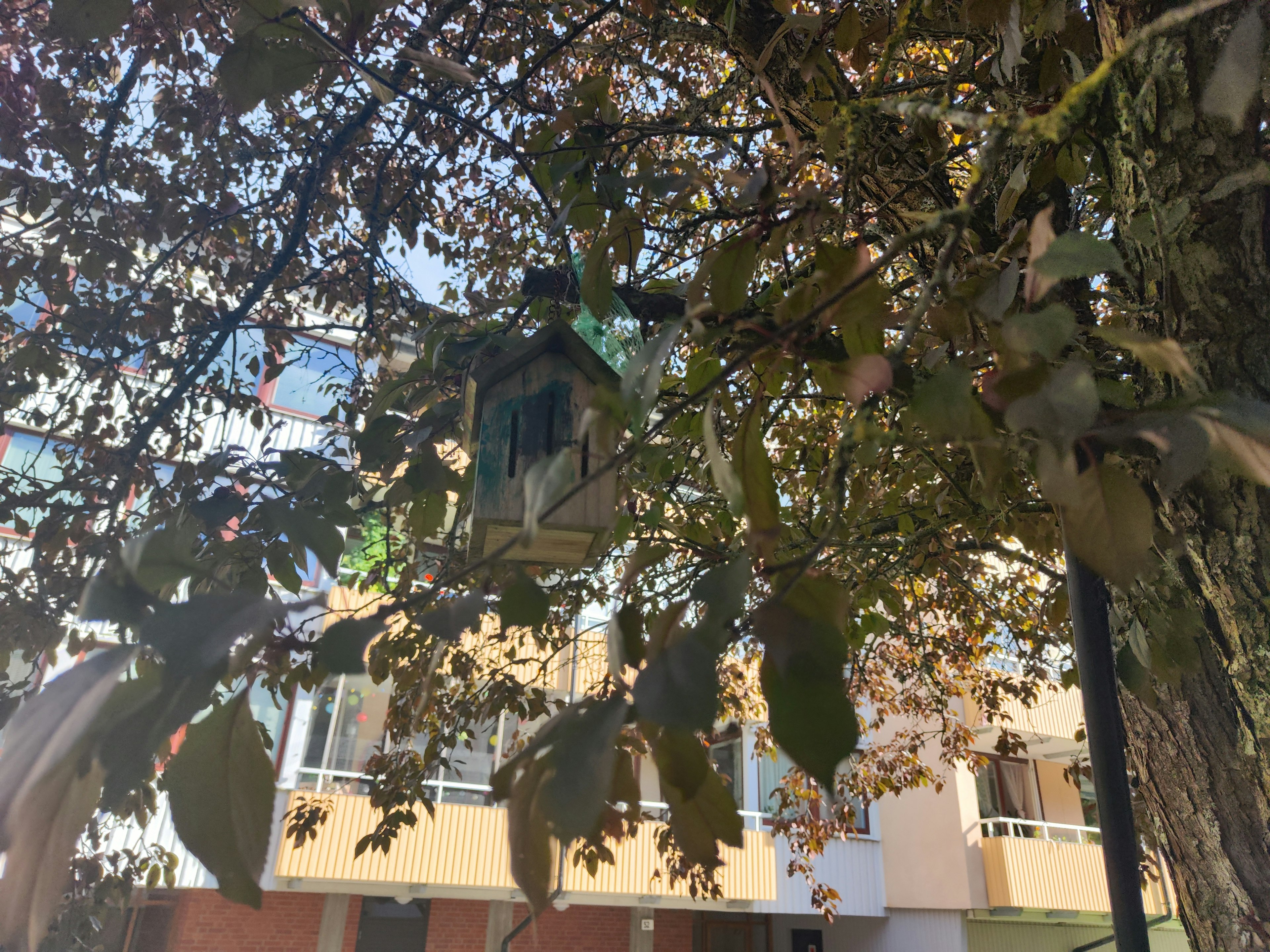 Nichoir caché dans les feuilles d'un arbre avec un bâtiment en arrière-plan