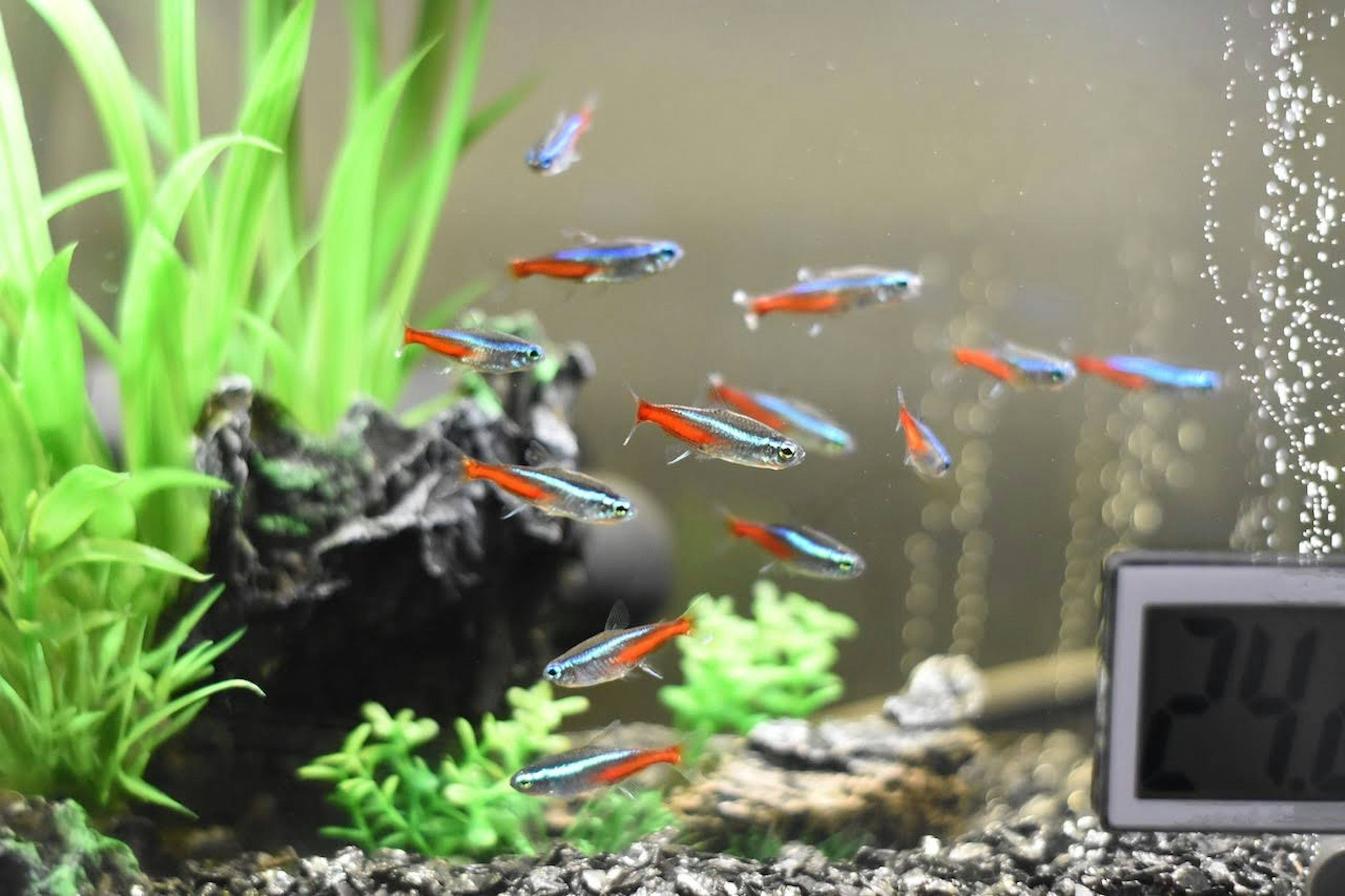 Bunte tropische Fische schwimmen in einem Aquarium mit grünen Wasserpflanzen