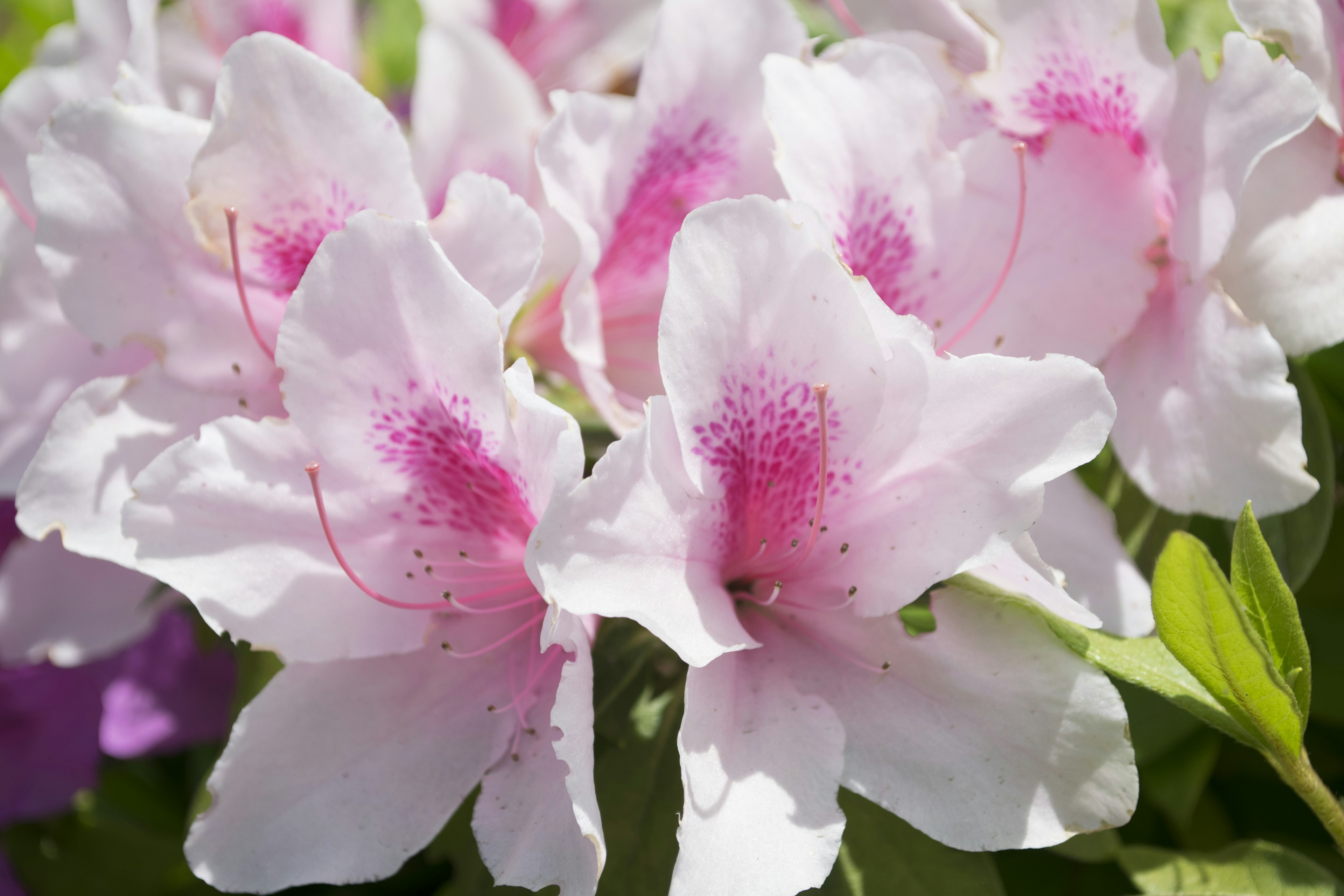 Close-up of white azalea flowers with pink speckles