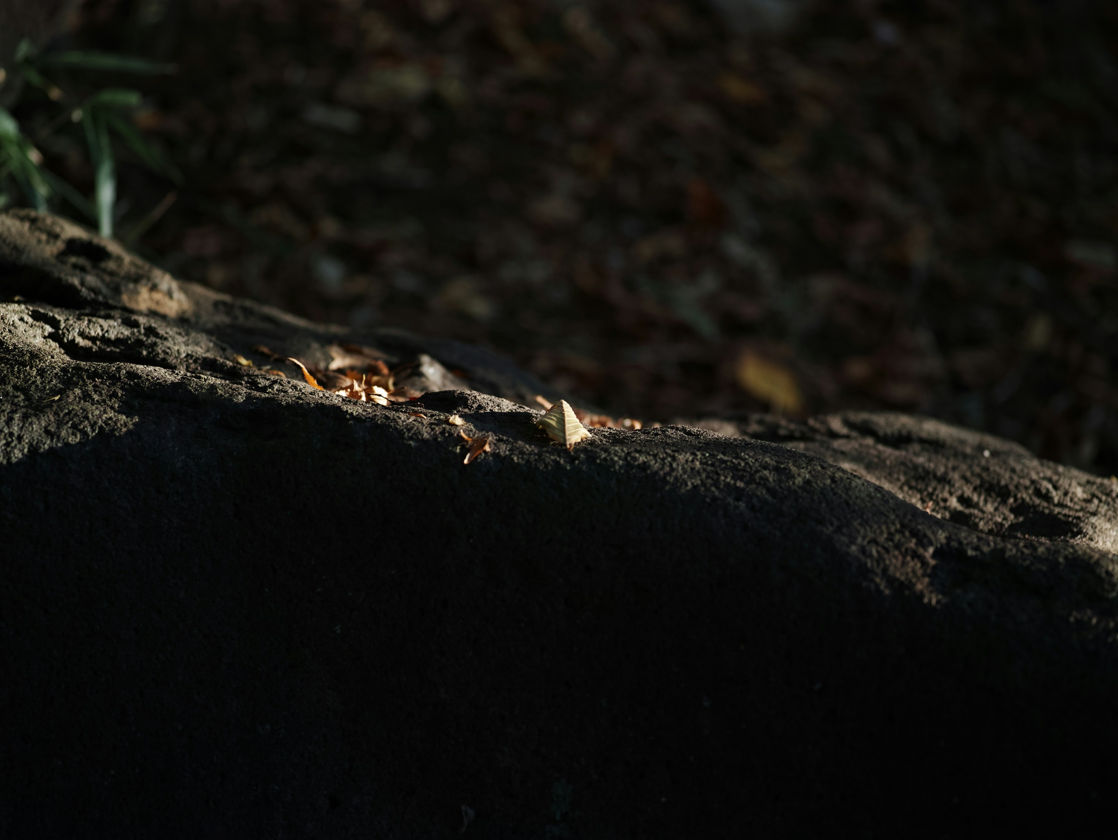 Rock surface with leaves against a dark background