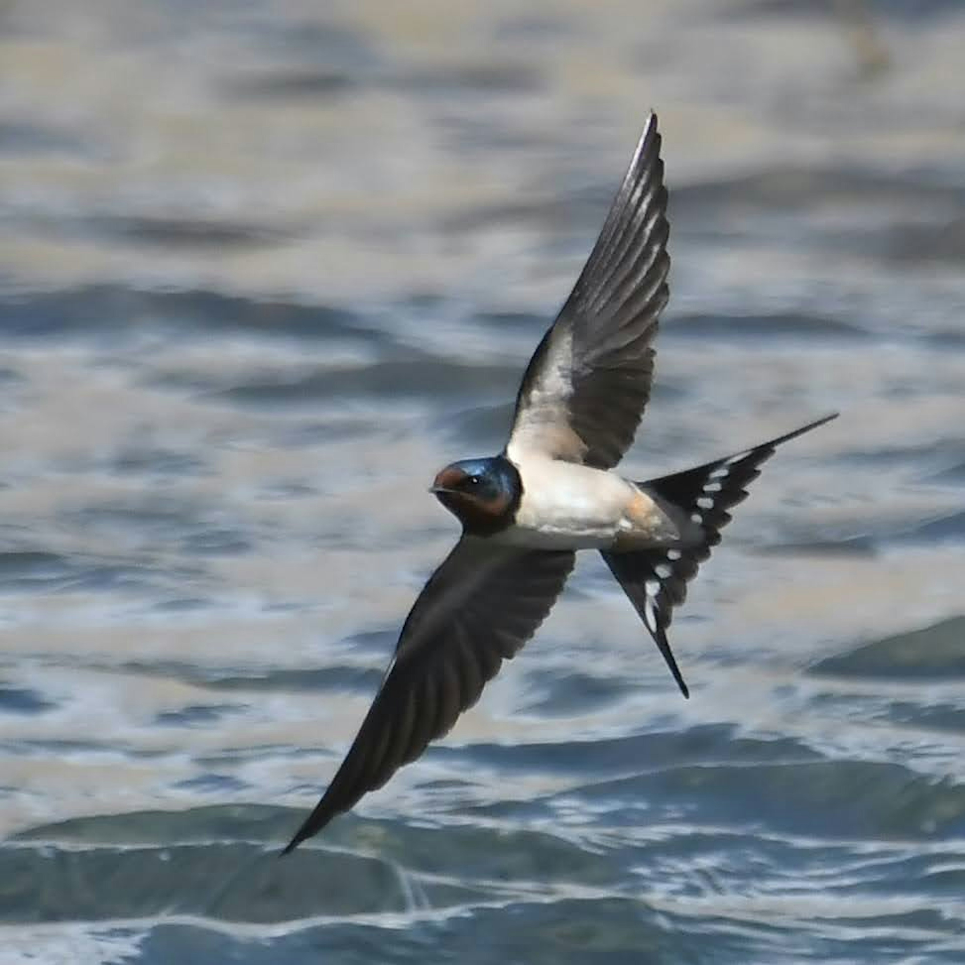 Schwalbe, die anmutig über die Wasseroberfläche fliegt