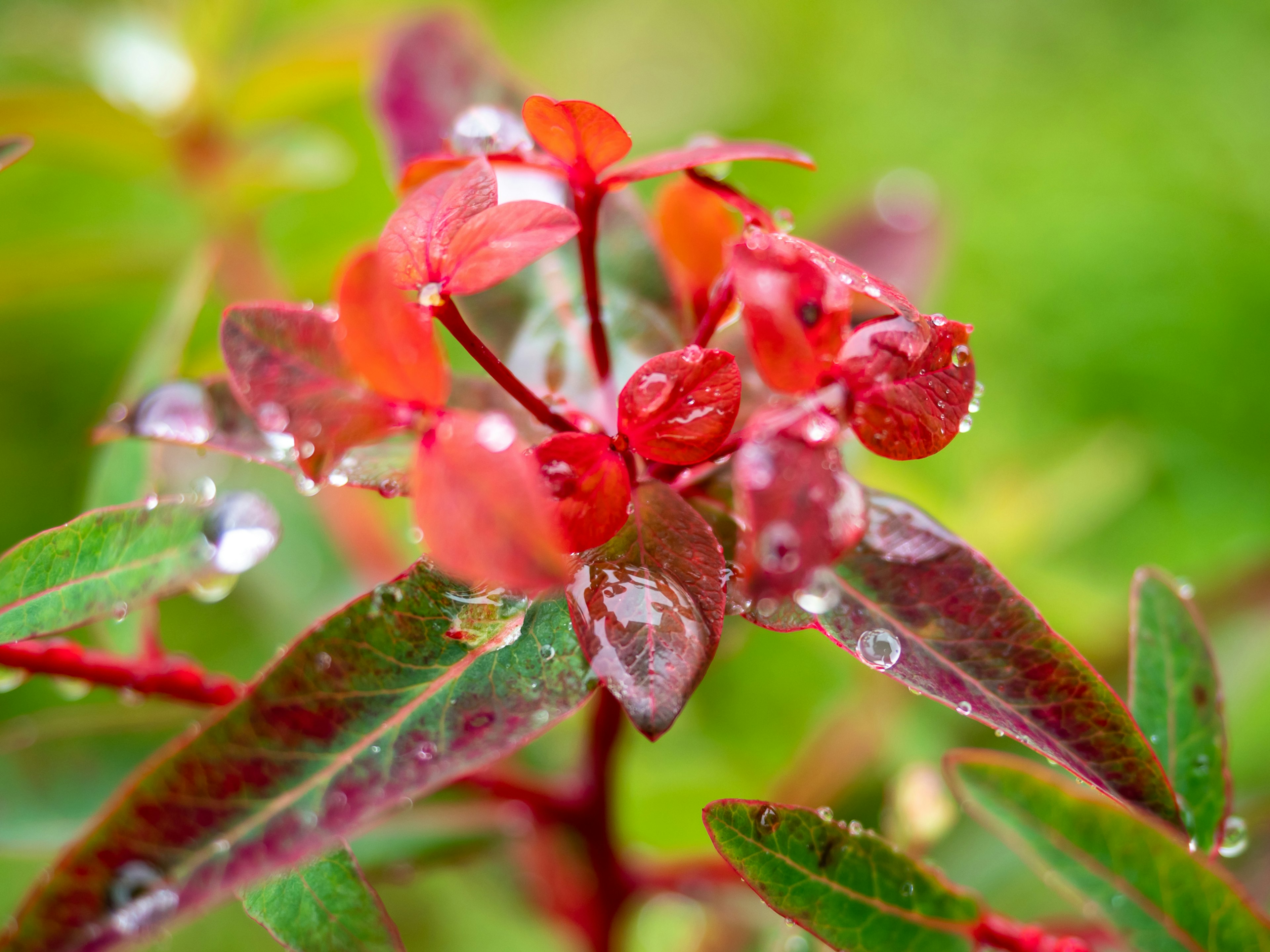 Close-up of red leaves and flowers with water droplets green background