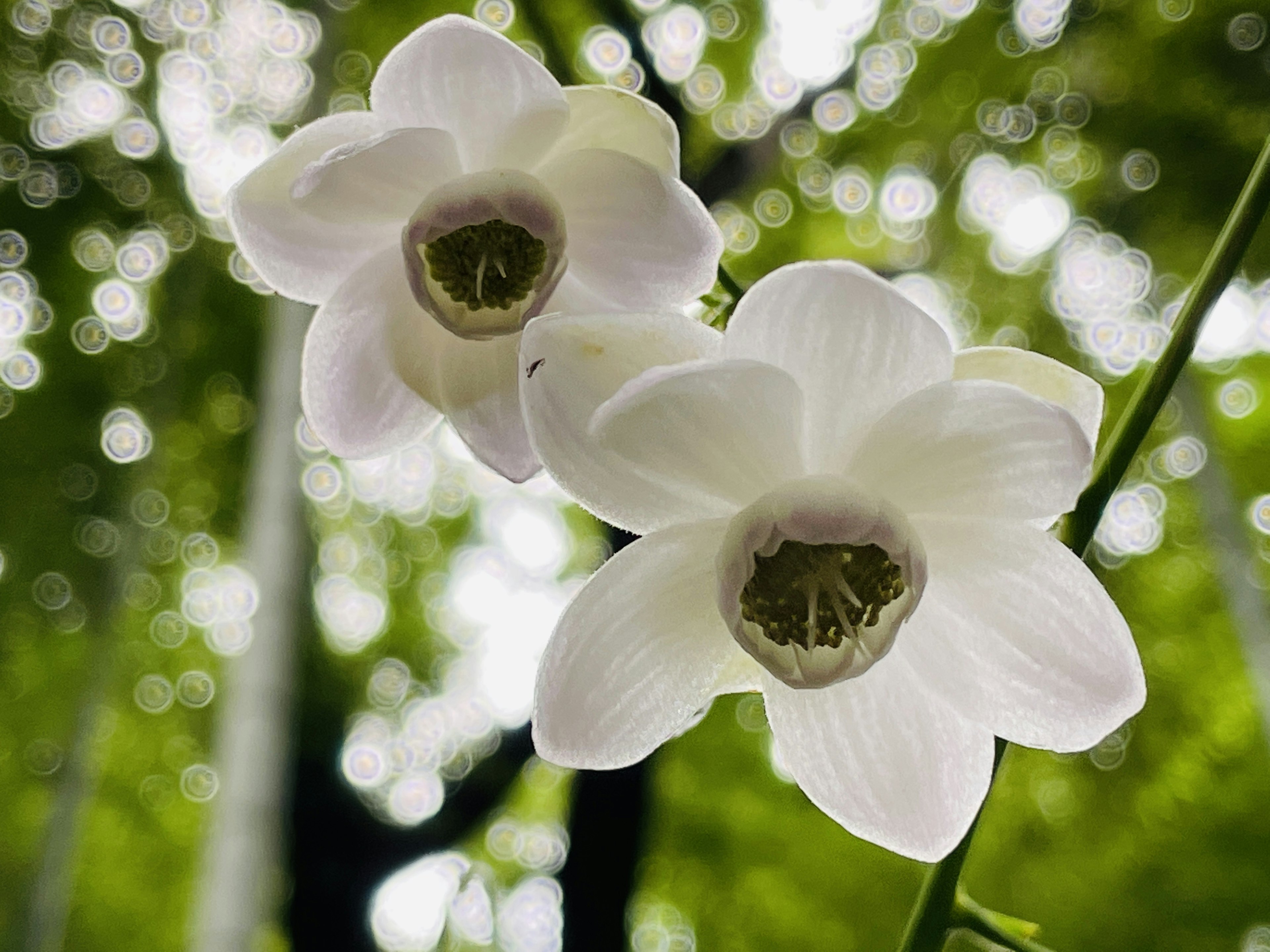 Dos flores blancas en primer plano con un fondo verde borroso