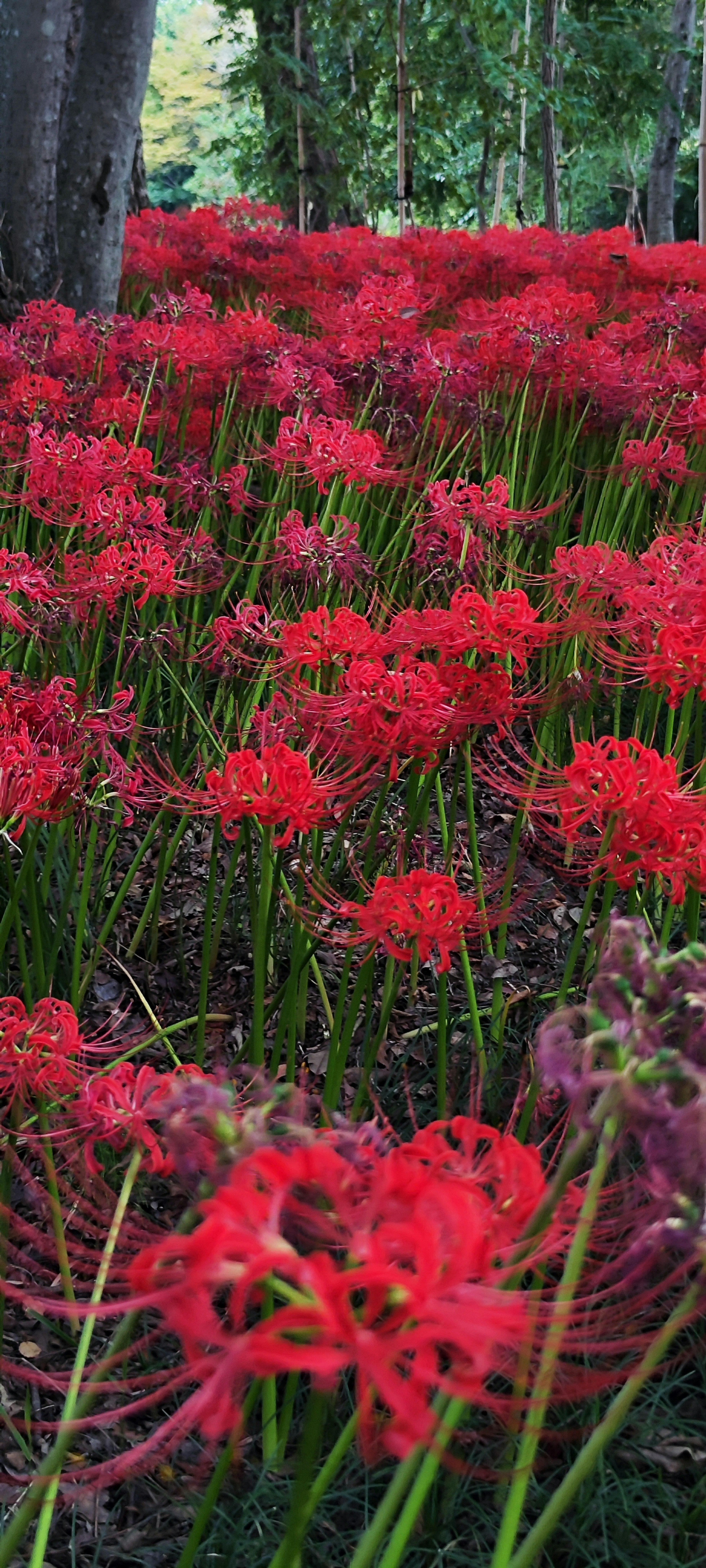 Un paisaje hermoso de lirios araña rojos en flor