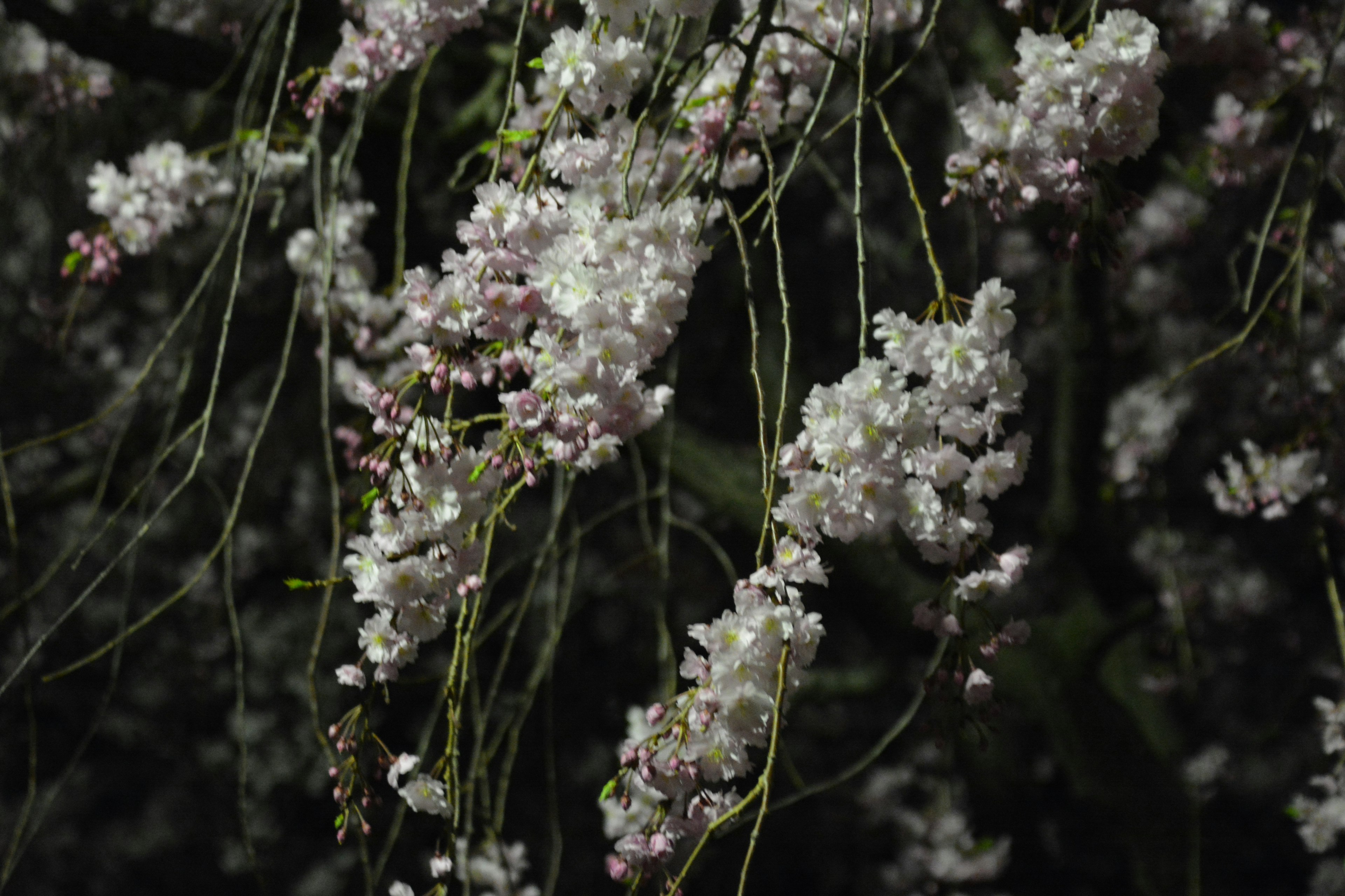 夜に咲く淡いピンクの花の房が垂れ下がっている