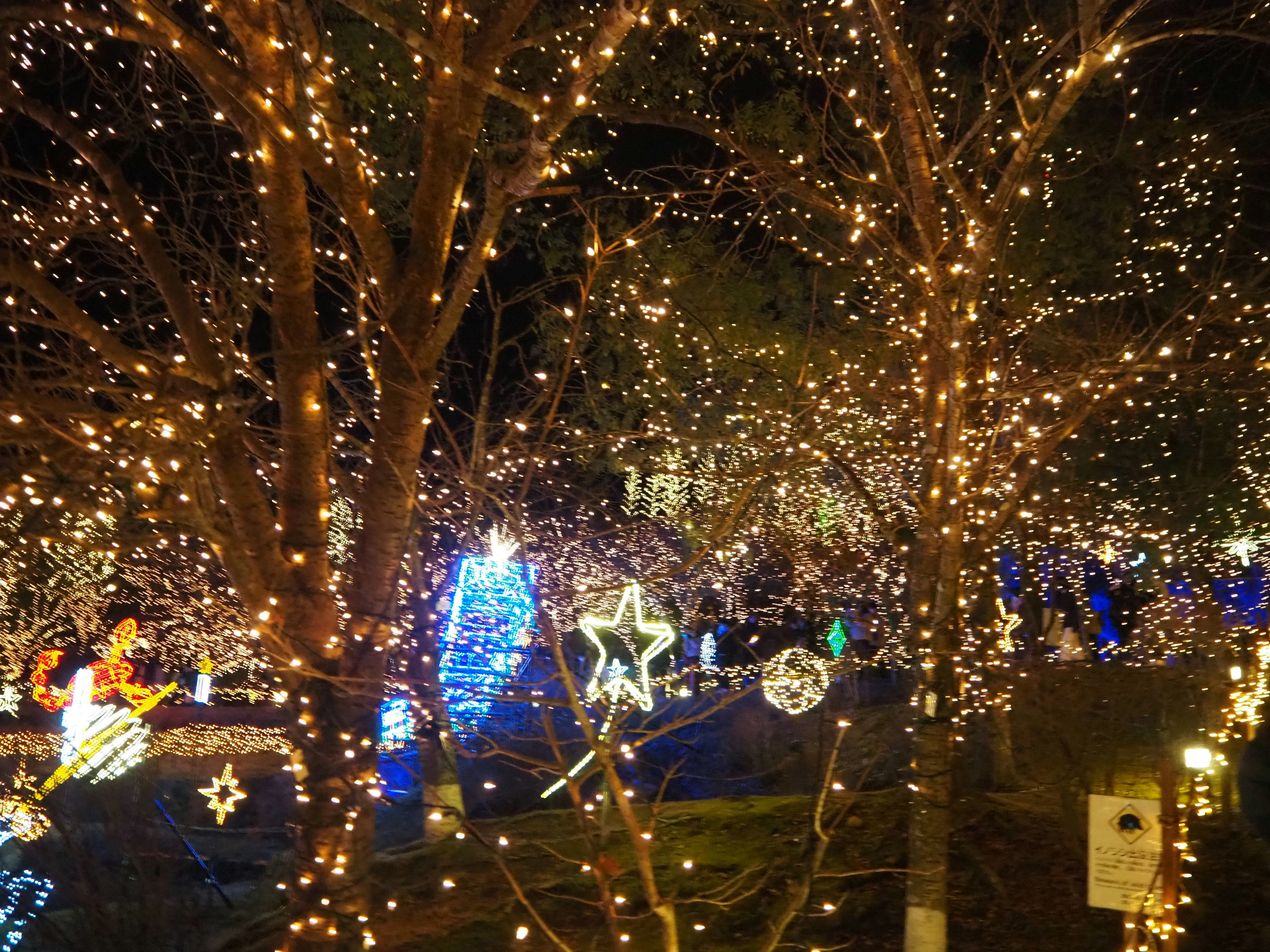 Lumières scintillantes sur des arbres créant une scène nocturne festive