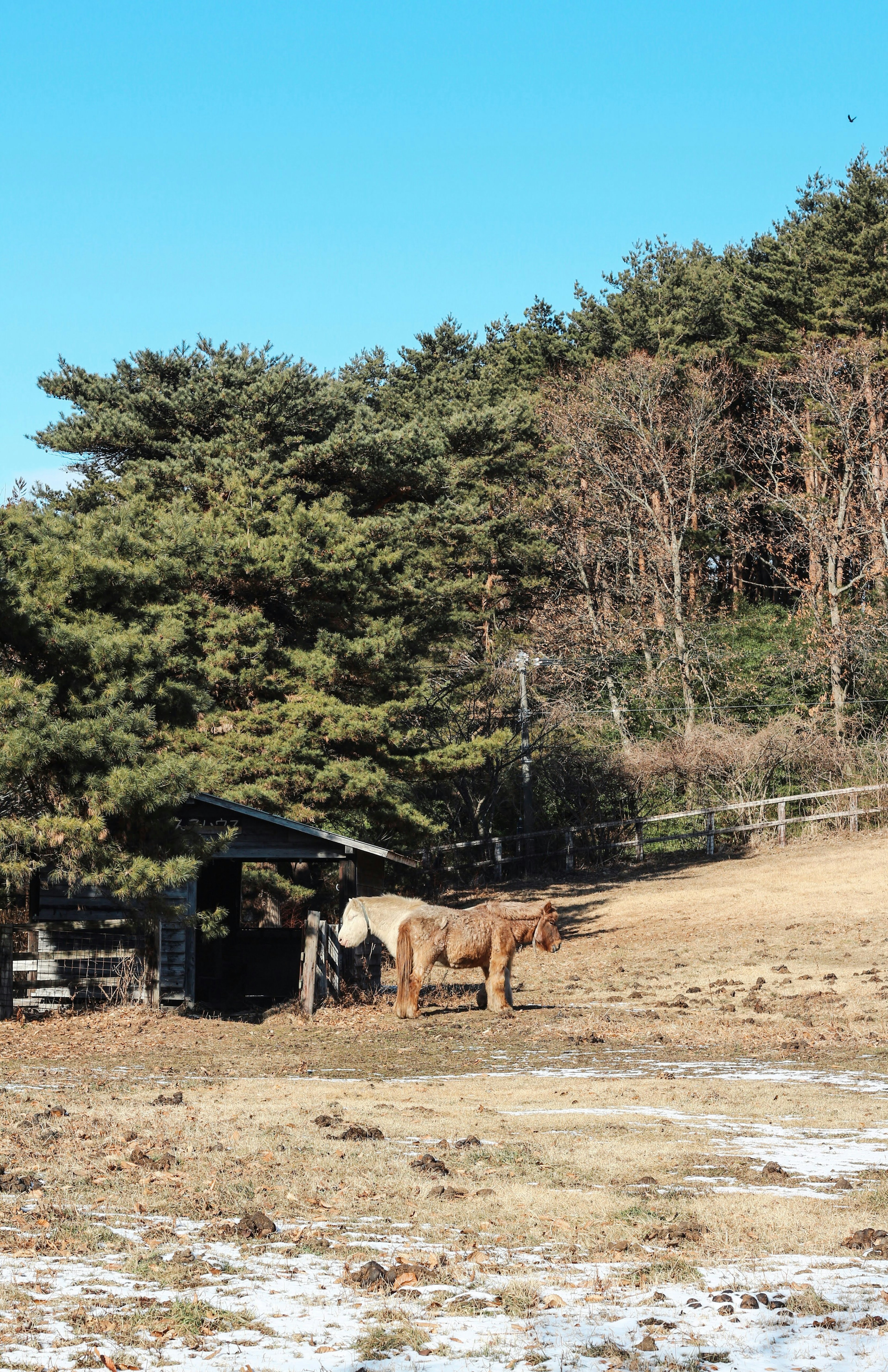 Des chevaux près d'une grange sous un ciel bleu clair