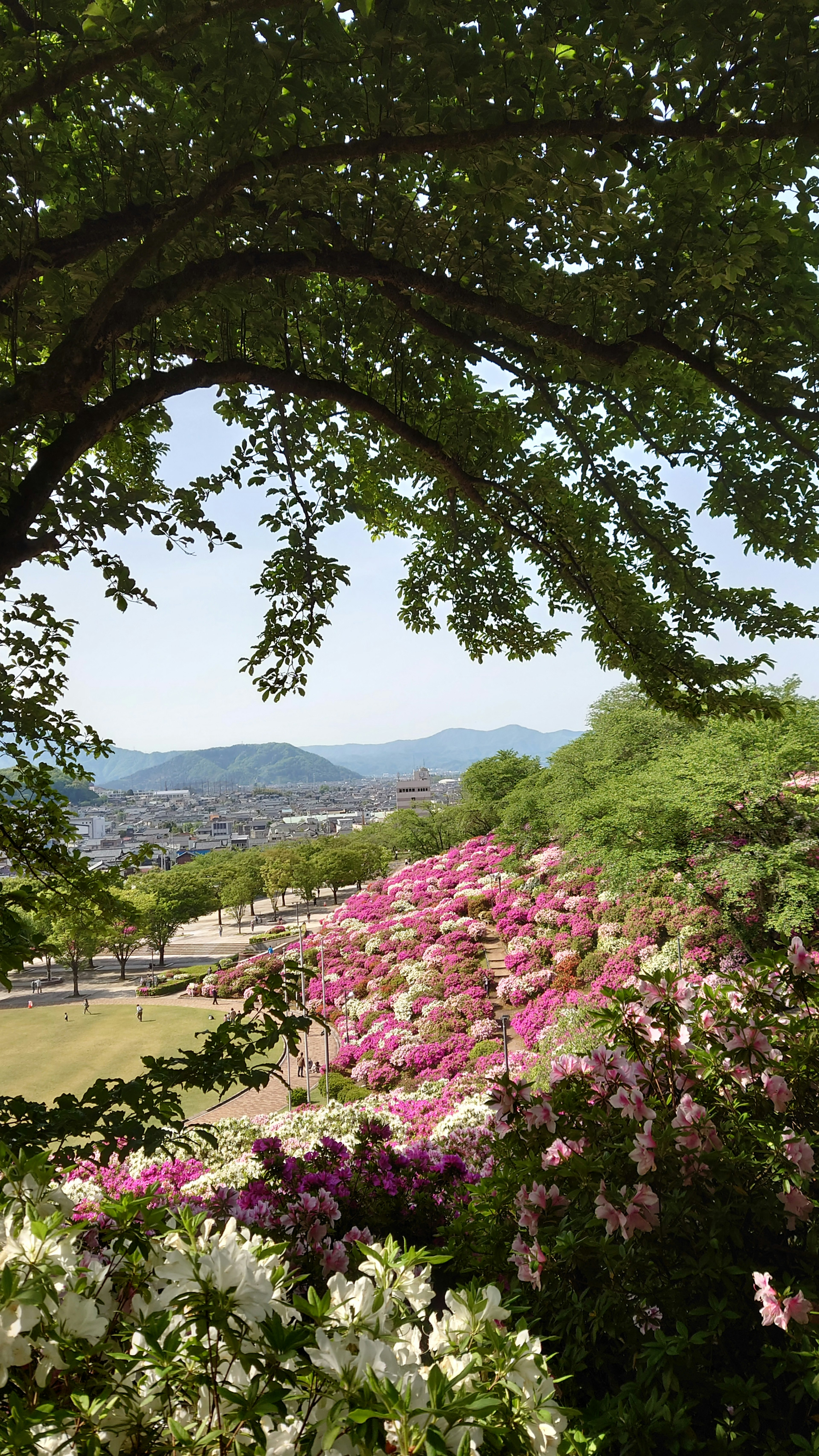 Des fleurs vibrantes fleurissent dans un paysage pittoresque