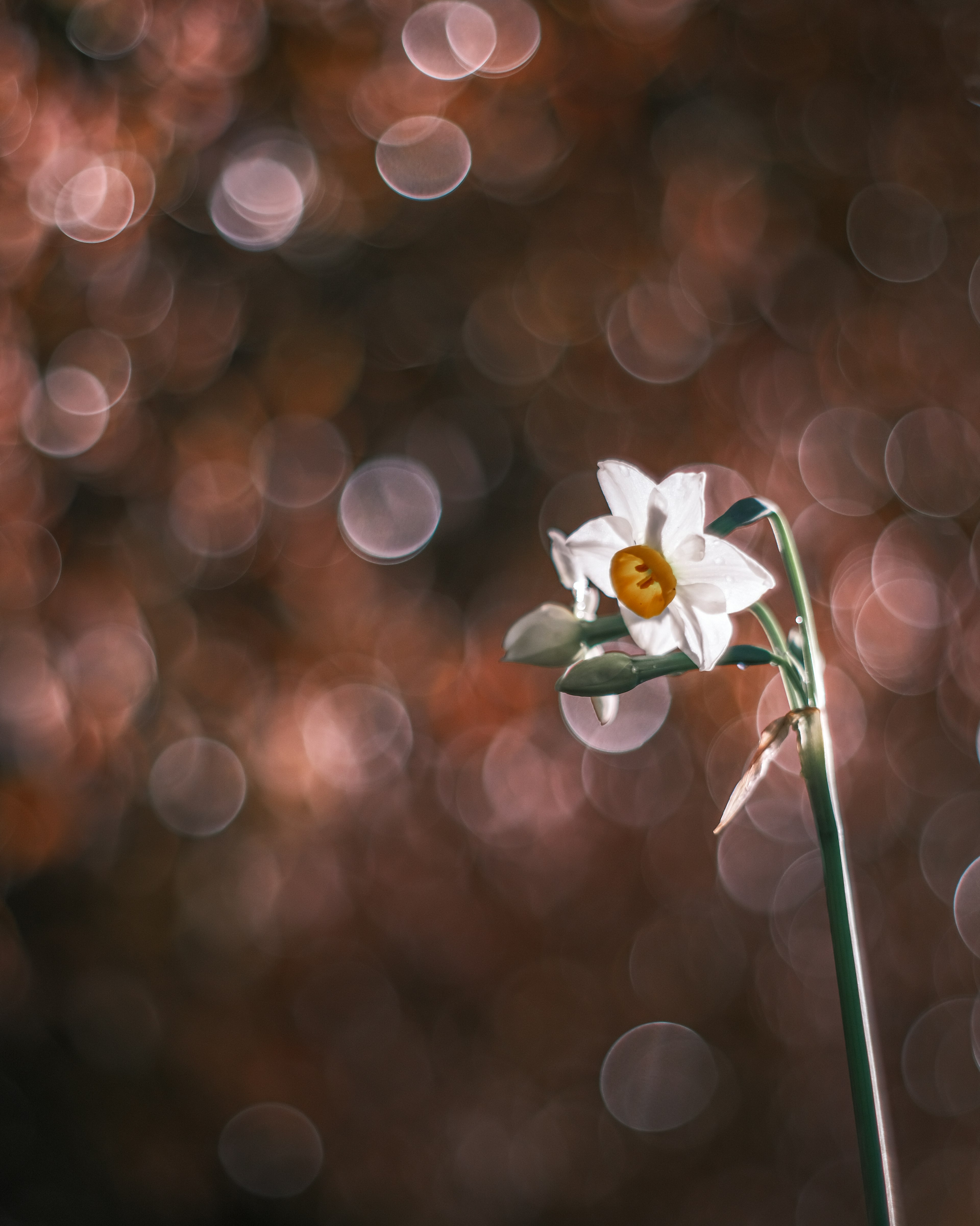 Un fiore bianco con uno sfondo sfocato di colori tenui