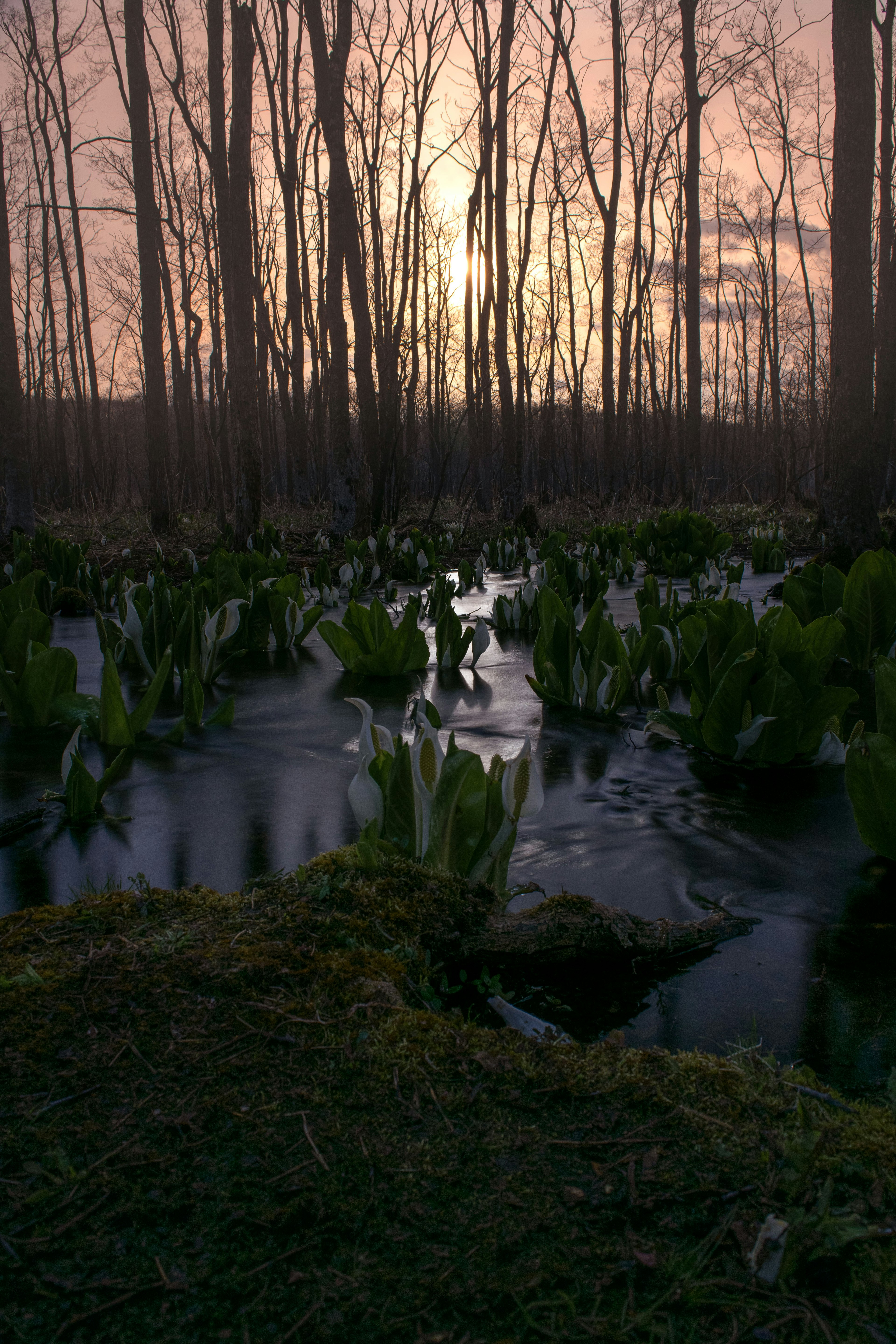 Waterfront landscape with sunset light showcasing aquatic plants and trees