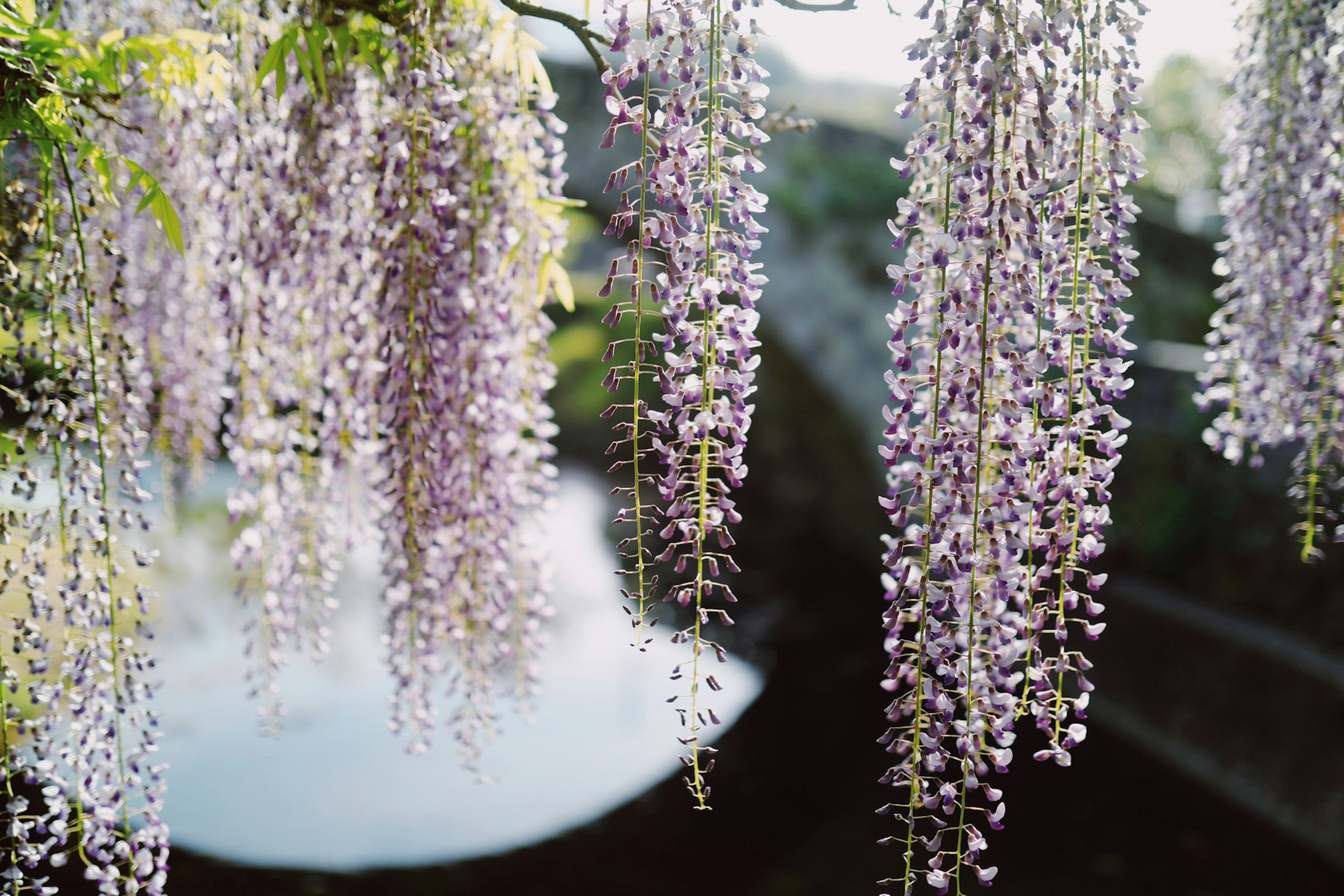 Pemandangan indah bunga wisteria ungu menggantung di atas air