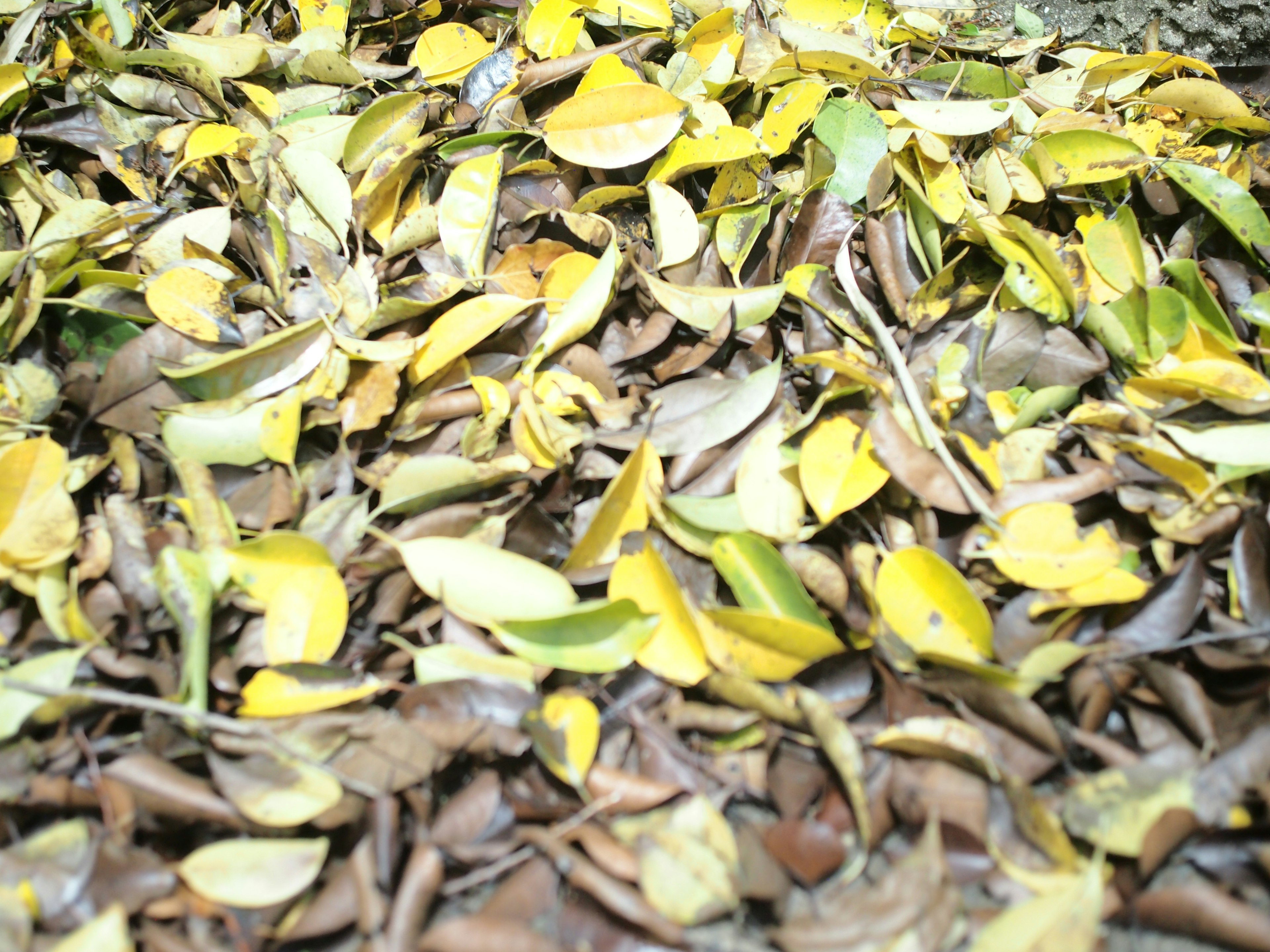 A mix of yellow and brown leaves scattered on the ground