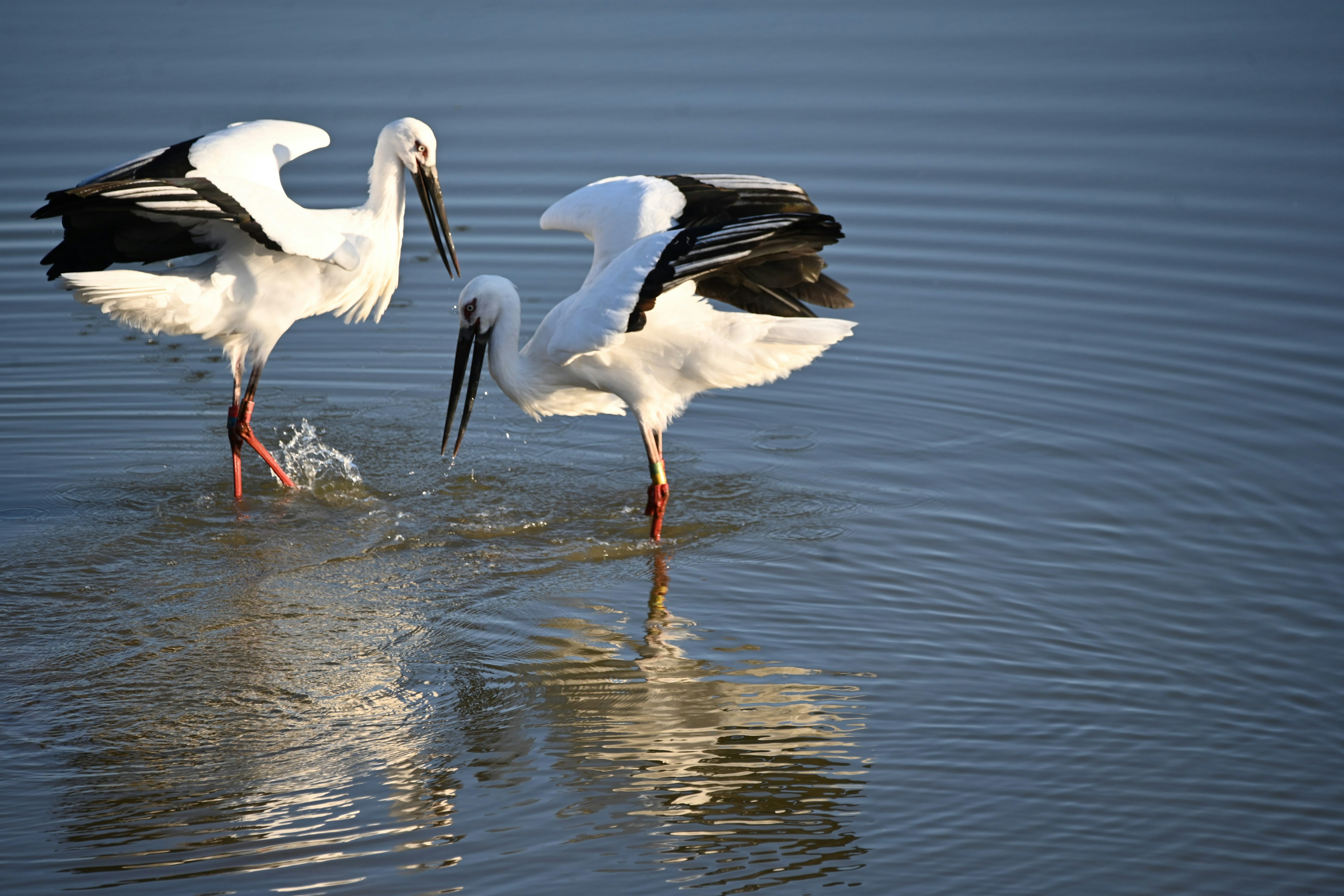 Two storks playing in the water surface