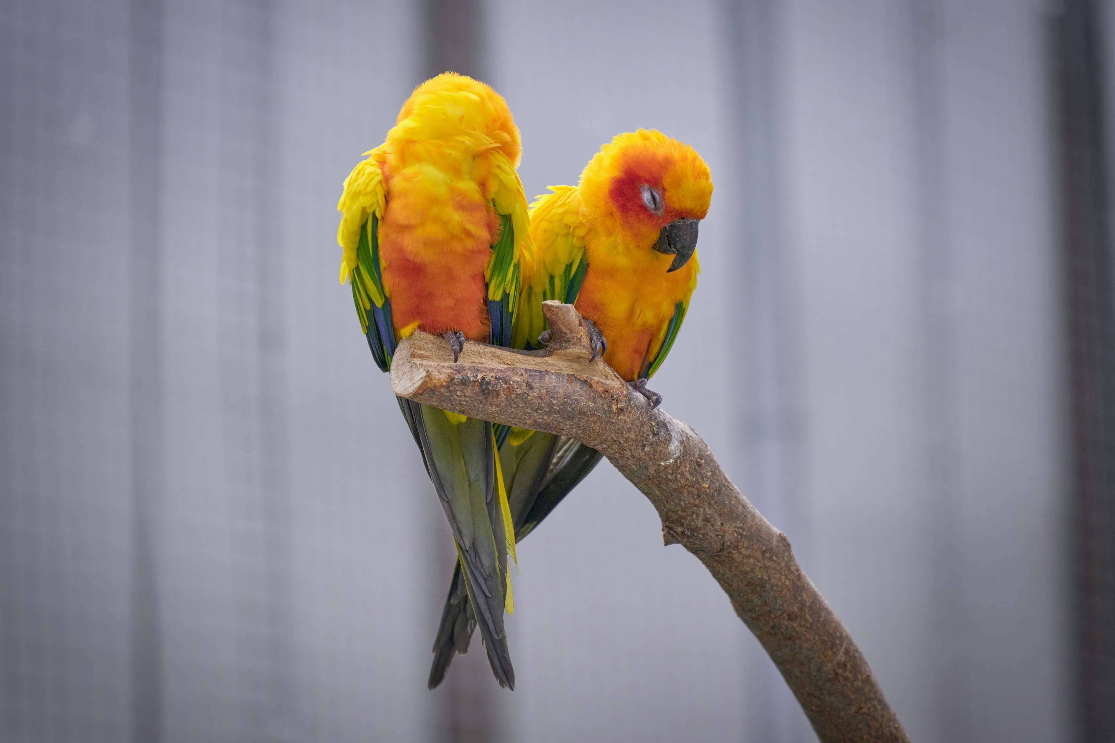 Dos loros coloridos posados cerca en una rama