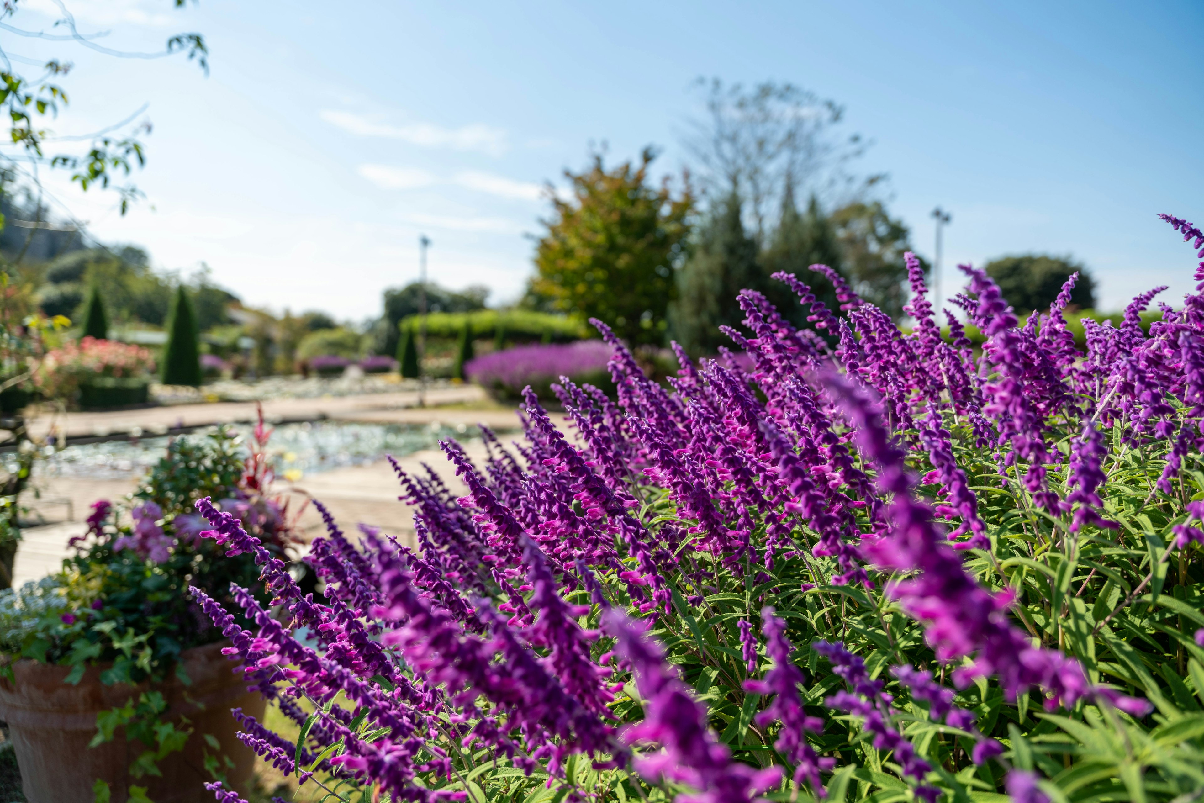 Una escena de jardín con flores moradas en flor bajo un cielo azul claro