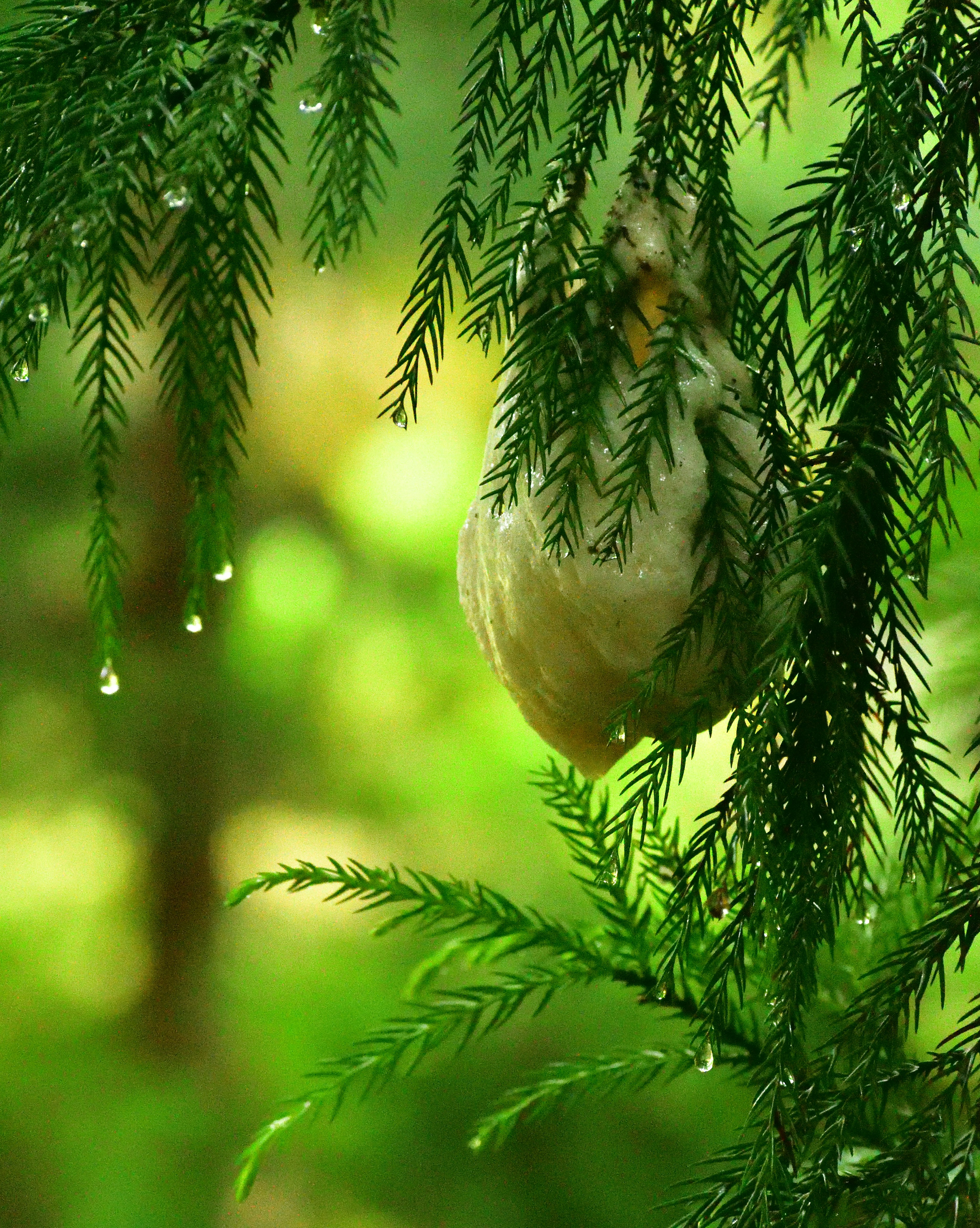 Une belle scène naturelle avec un cocon blanc suspendu à des feuilles vertes