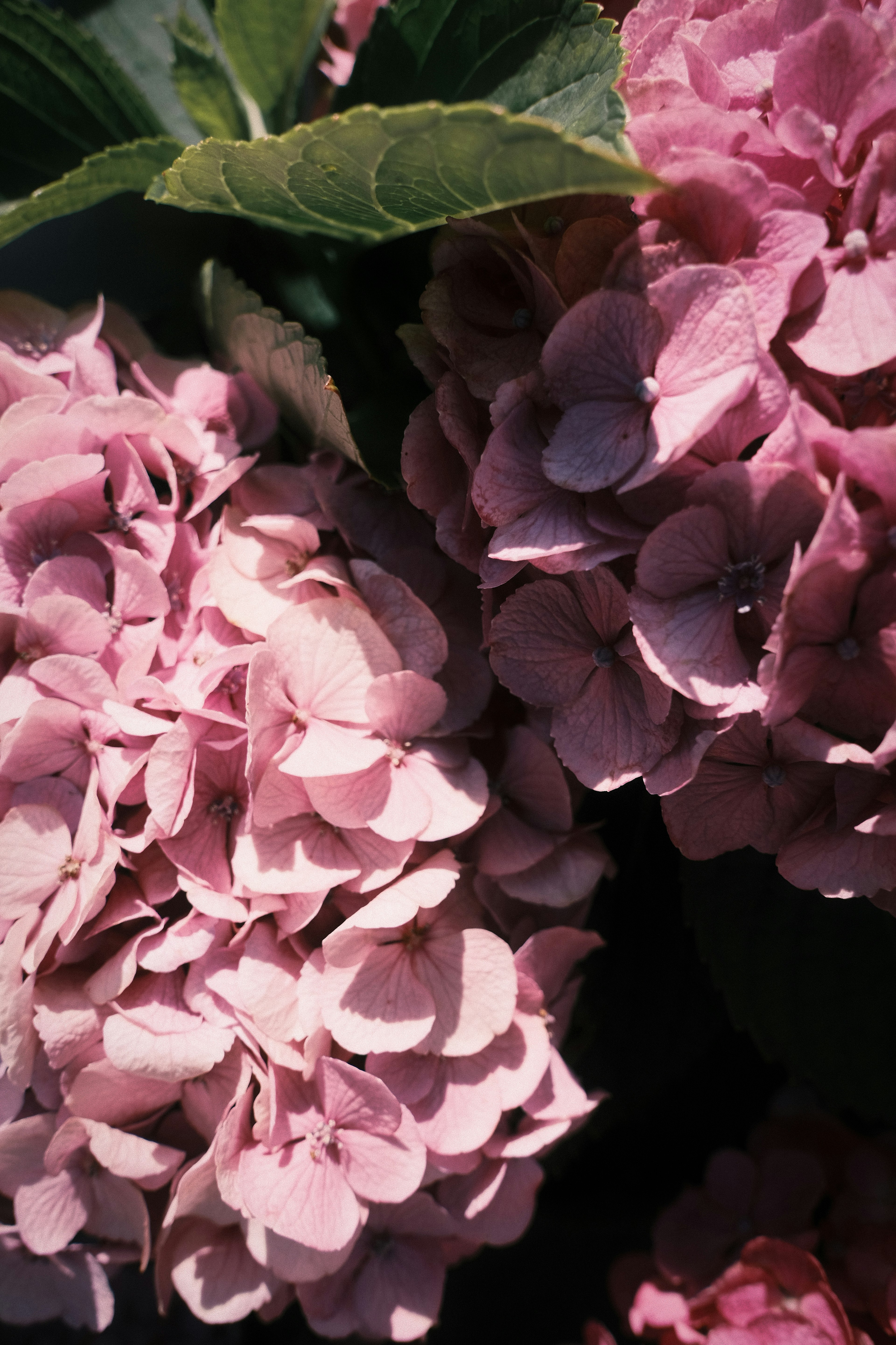 Clusters of pink hydrangea flowers with green leaves in the background