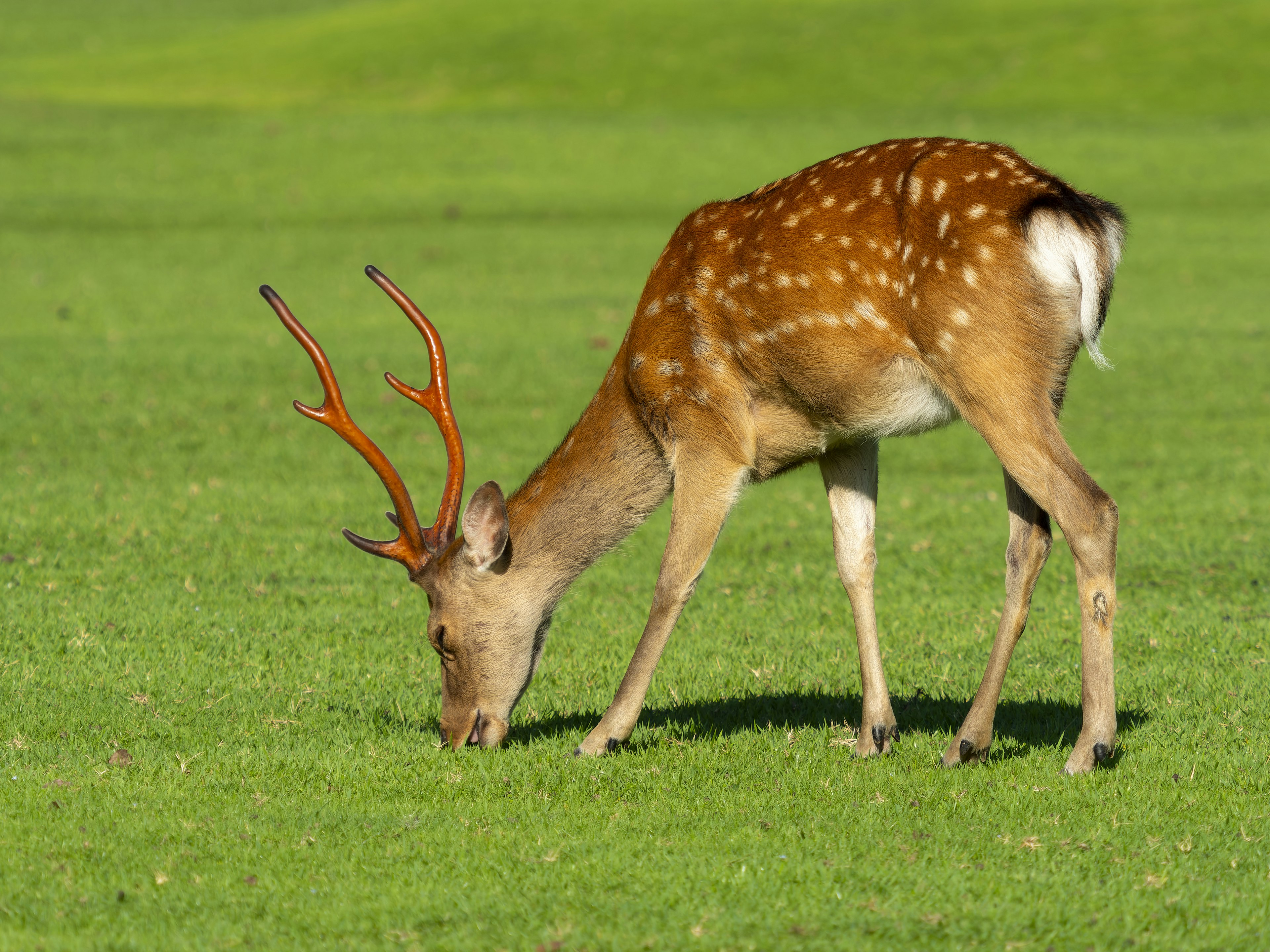 Un cervo che pascola sull'erba con uno sfondo verde