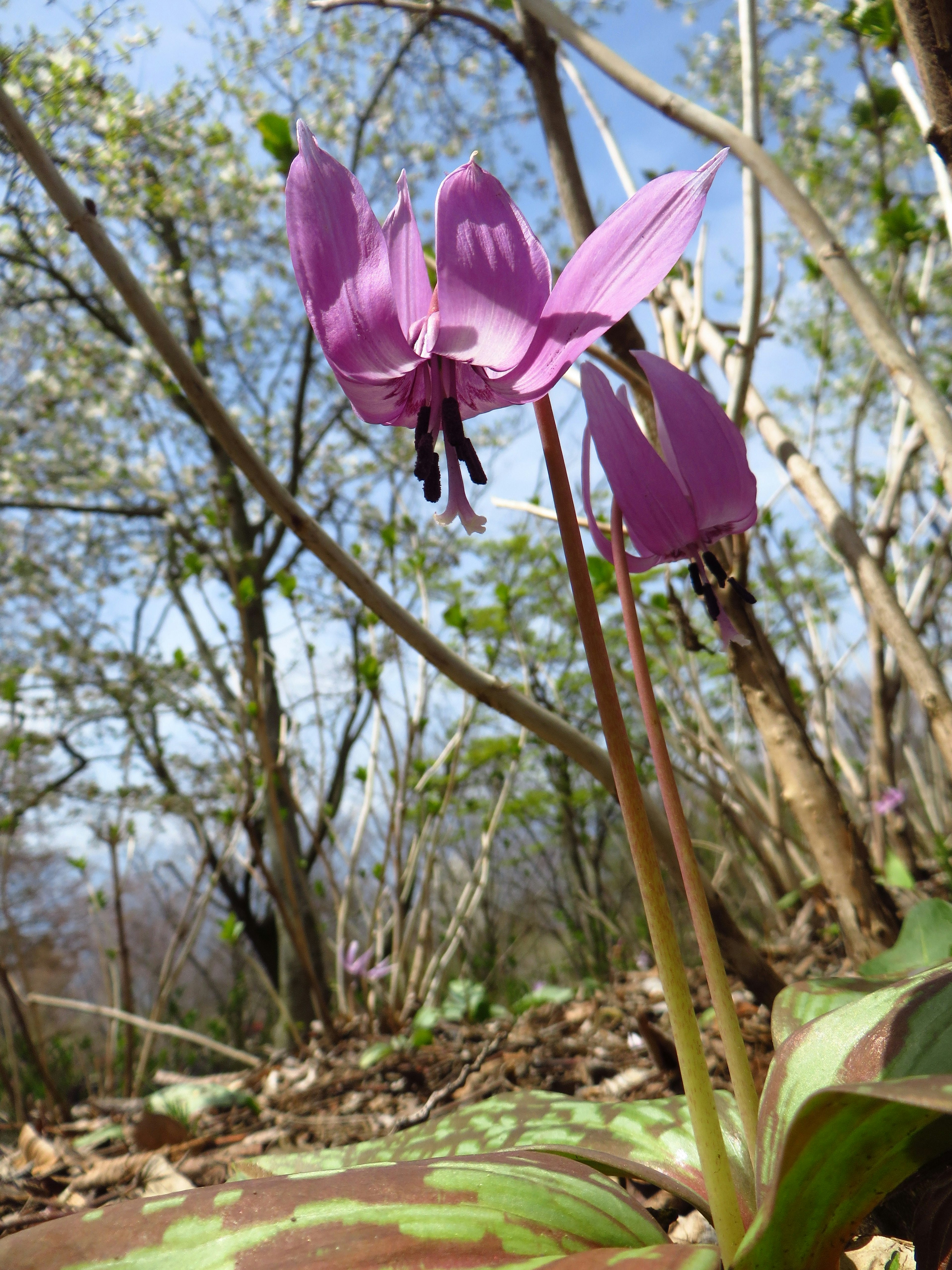 紫色の花が咲く植物が森の中に立っている