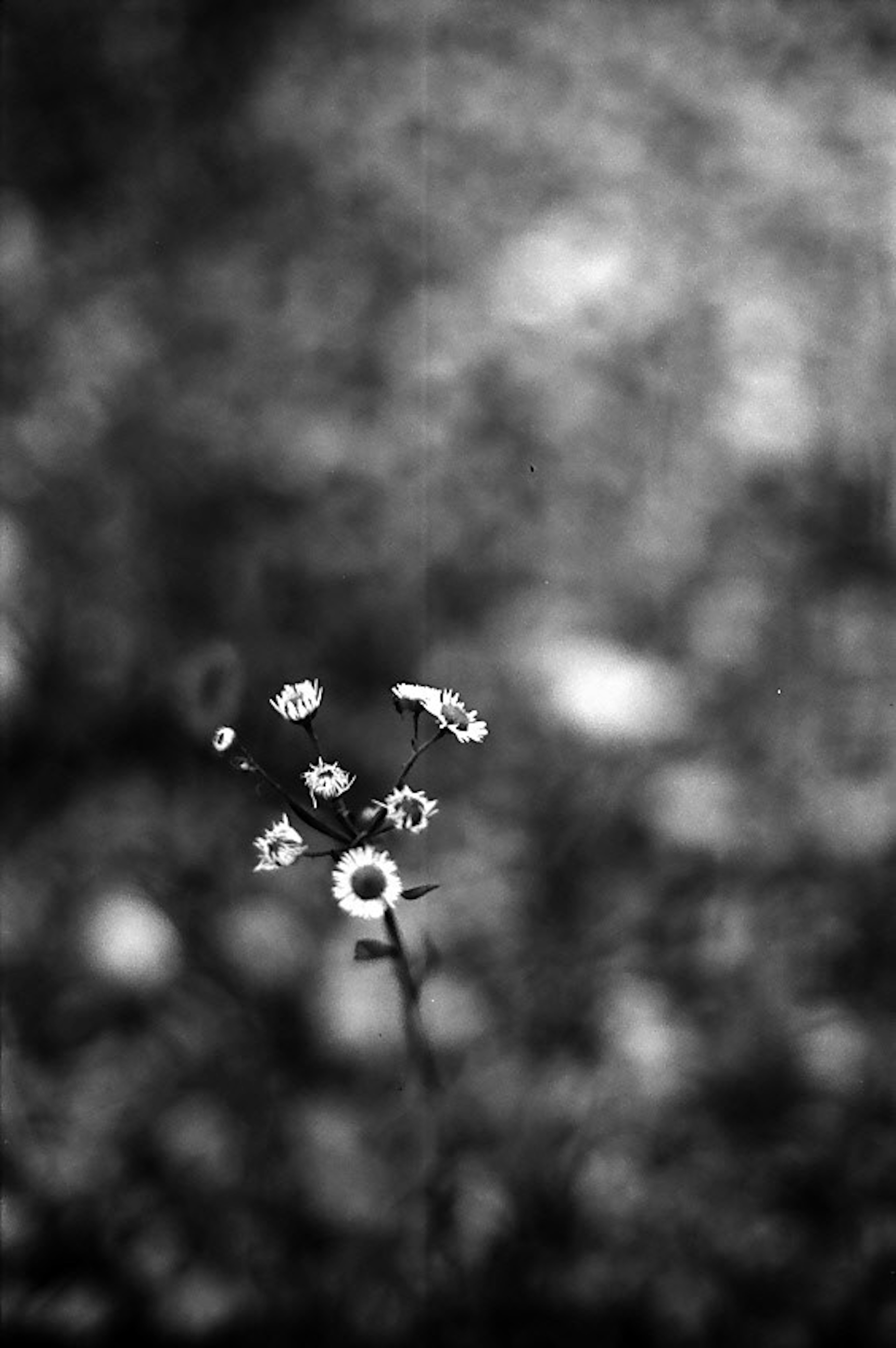 Cluster kleiner Blumen vor einem schwarz-weißen Hintergrund