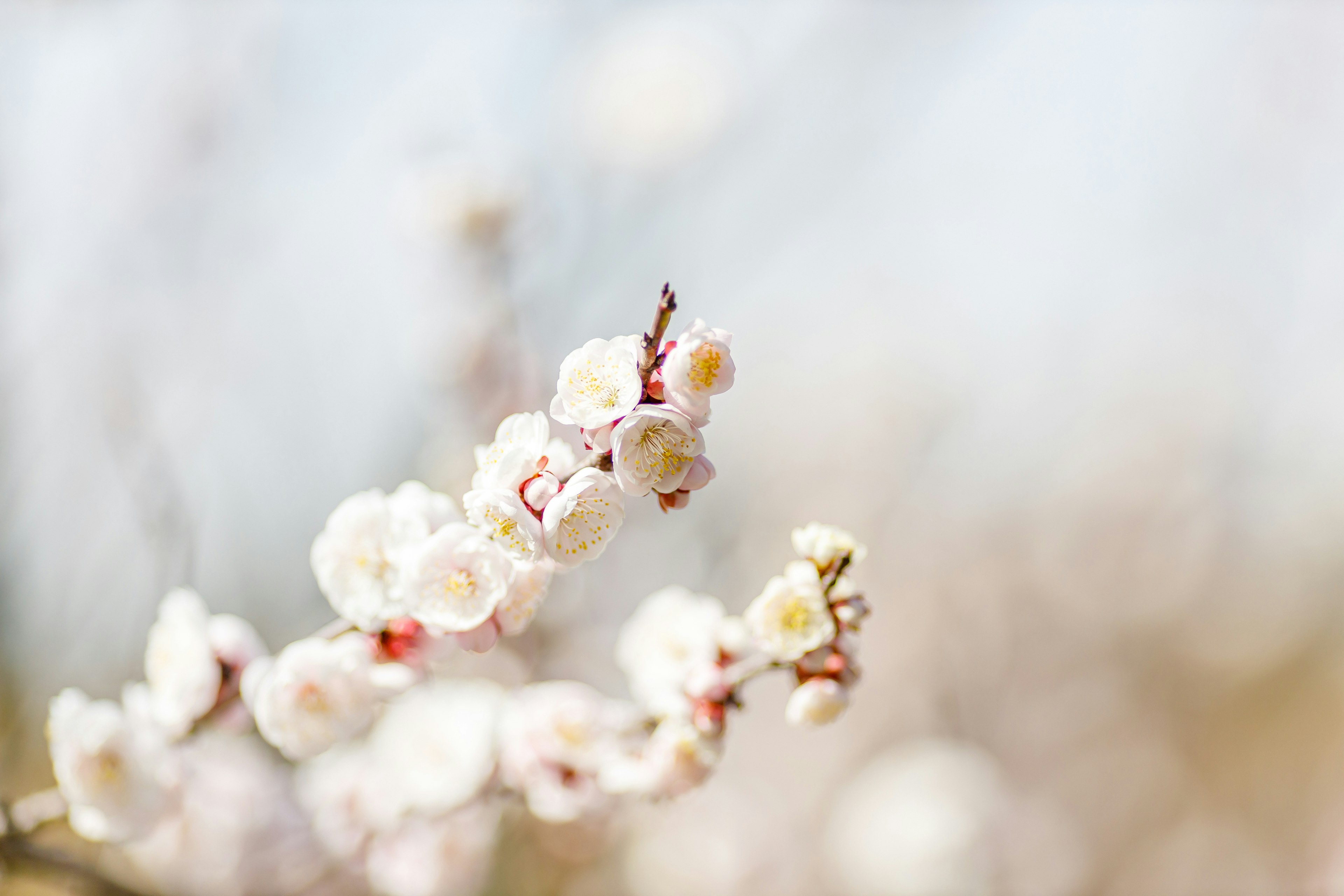 Cabang bunga sakura yang halus dengan warna lembut dan latar belakang kabur