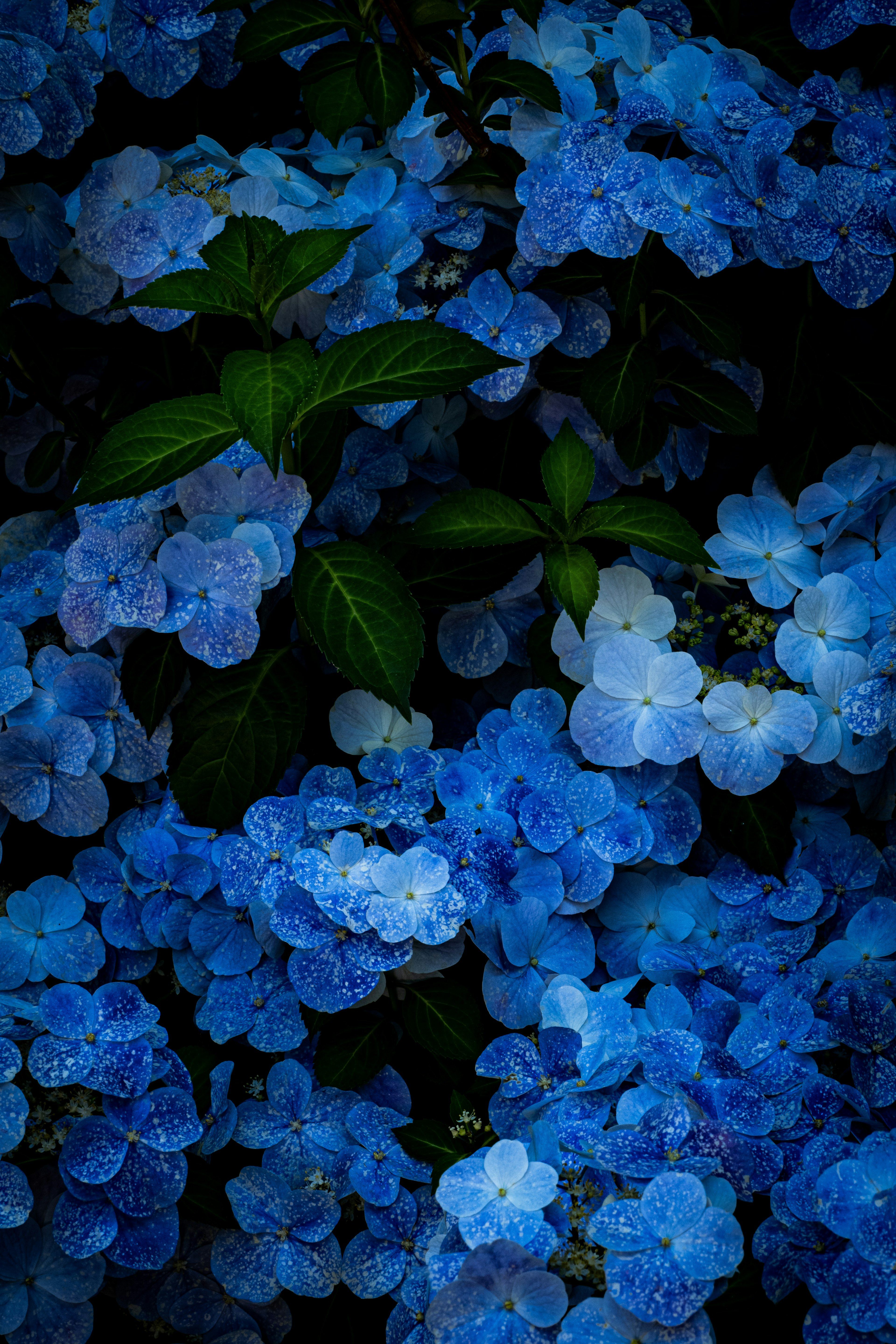 A beautiful image of densely clustered blue hydrangea flowers