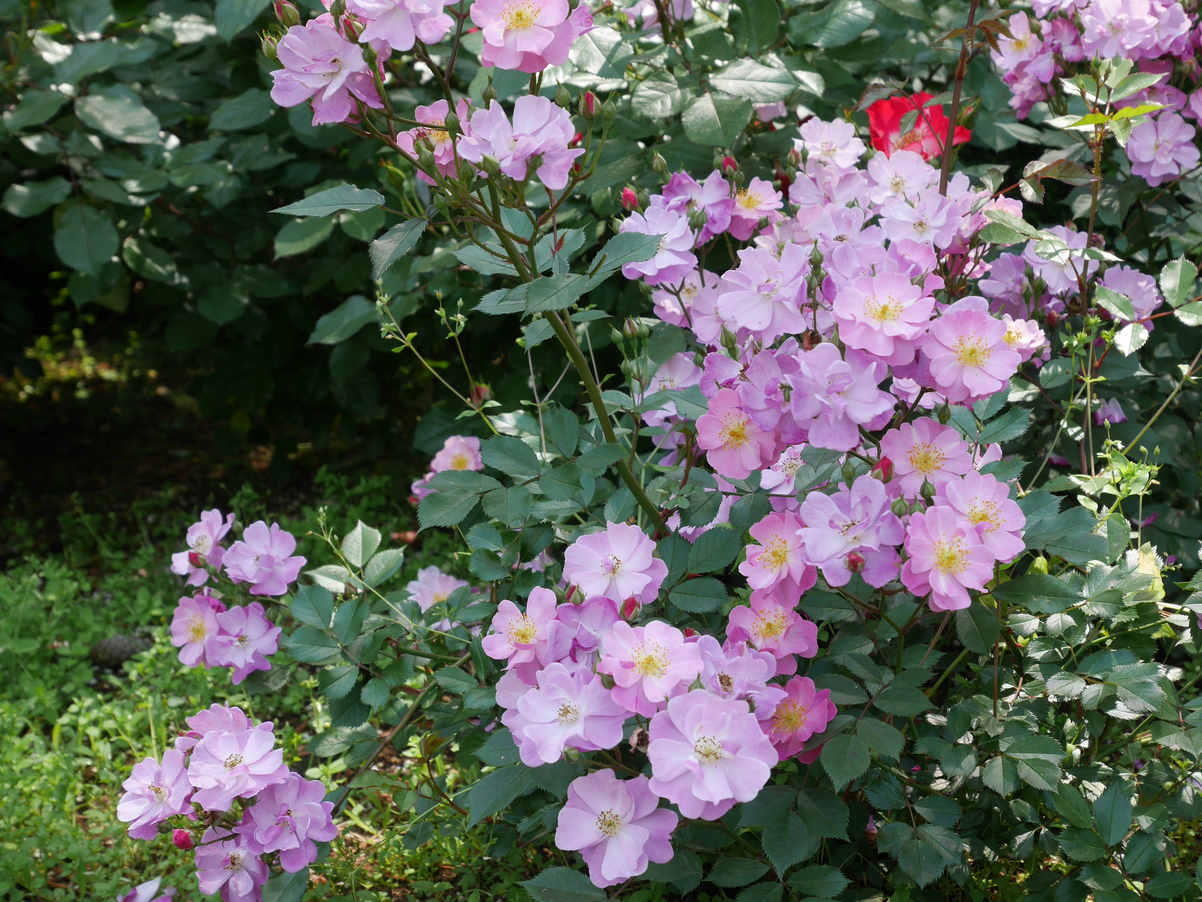 紫色の花が咲くバラの茂みと緑の葉