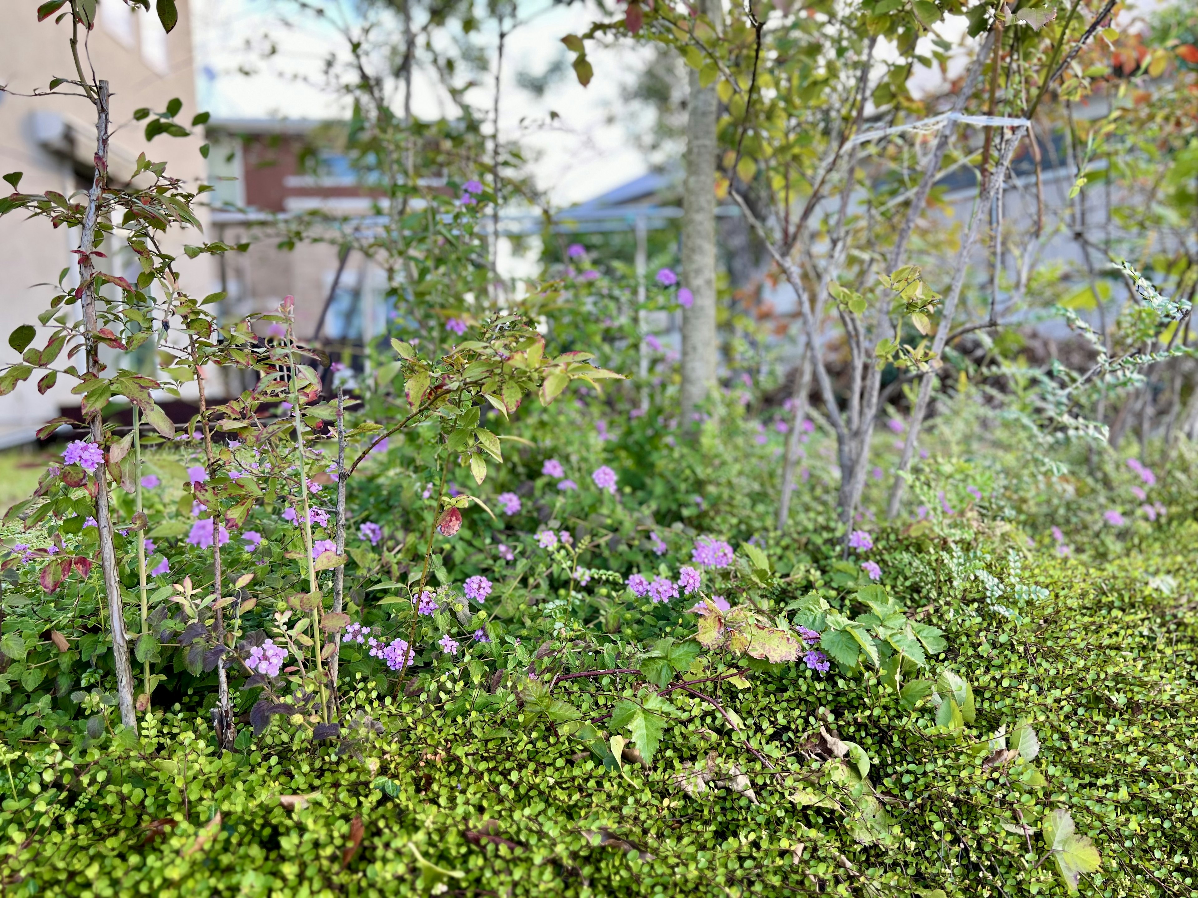 Flores moradas floreciendo a lo largo de un camino de jardín rodeado de vegetación