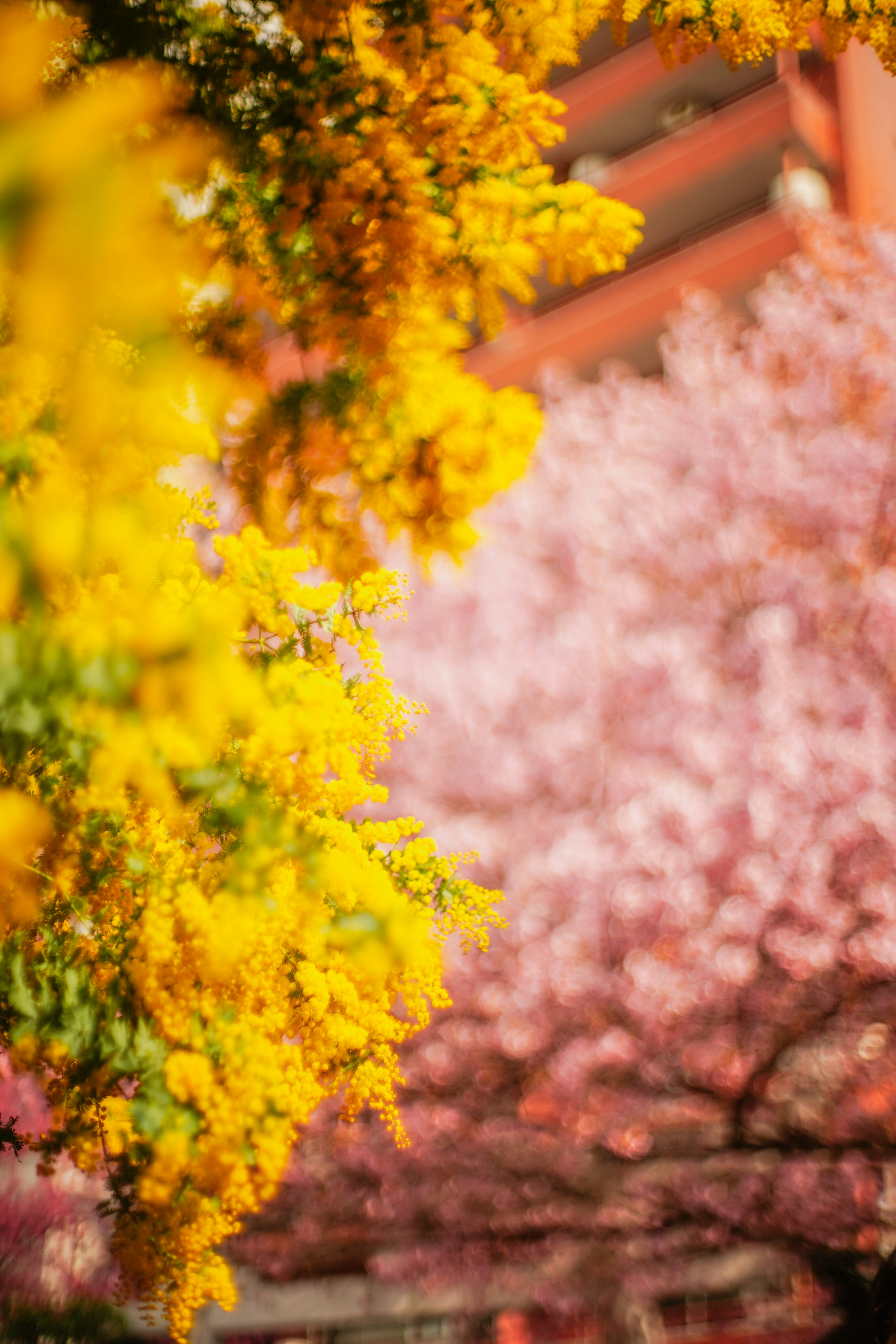 Pemandangan bunga yang hidup dengan bunga kuning cerah di latar depan dan bunga sakura merah muda di latar belakang