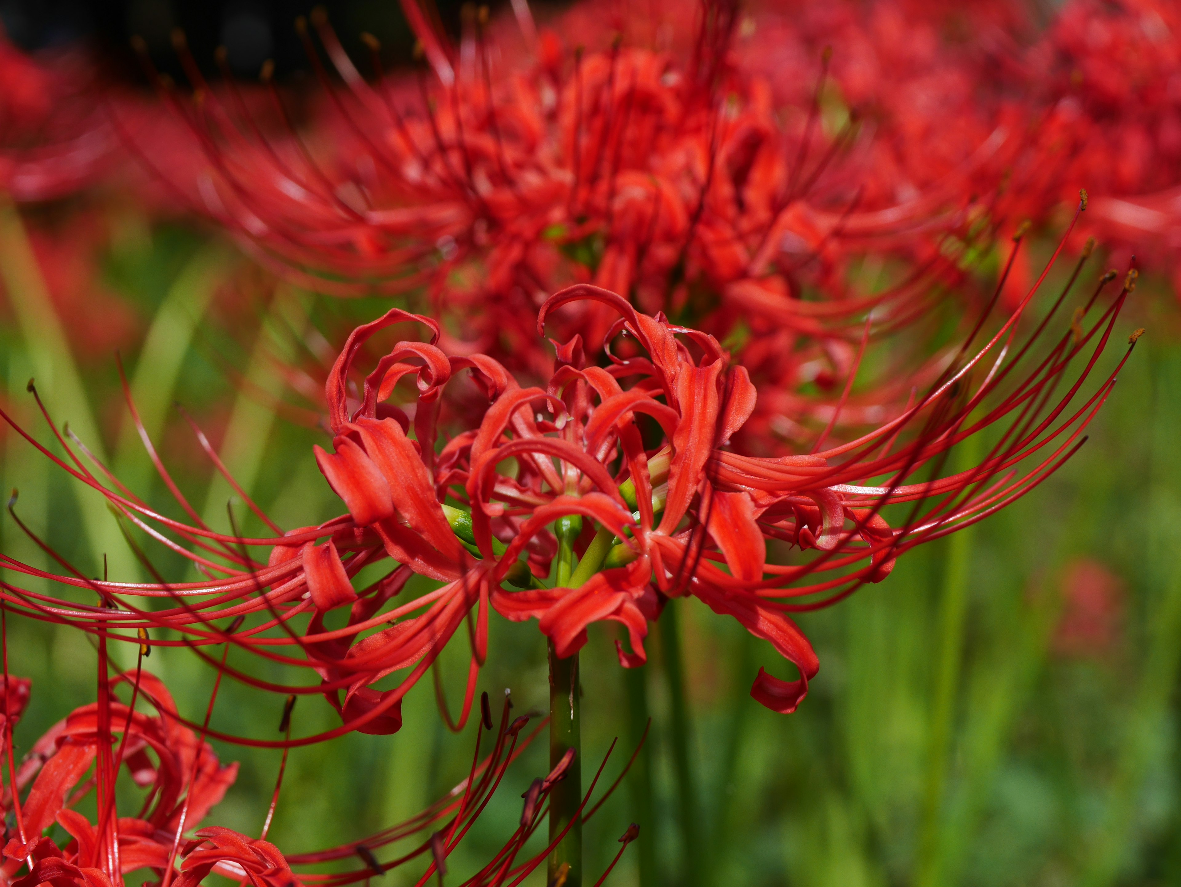 Gros plan sur des lys araignées rouges montrant des pétales vibrants et de longs filaments de fleurs