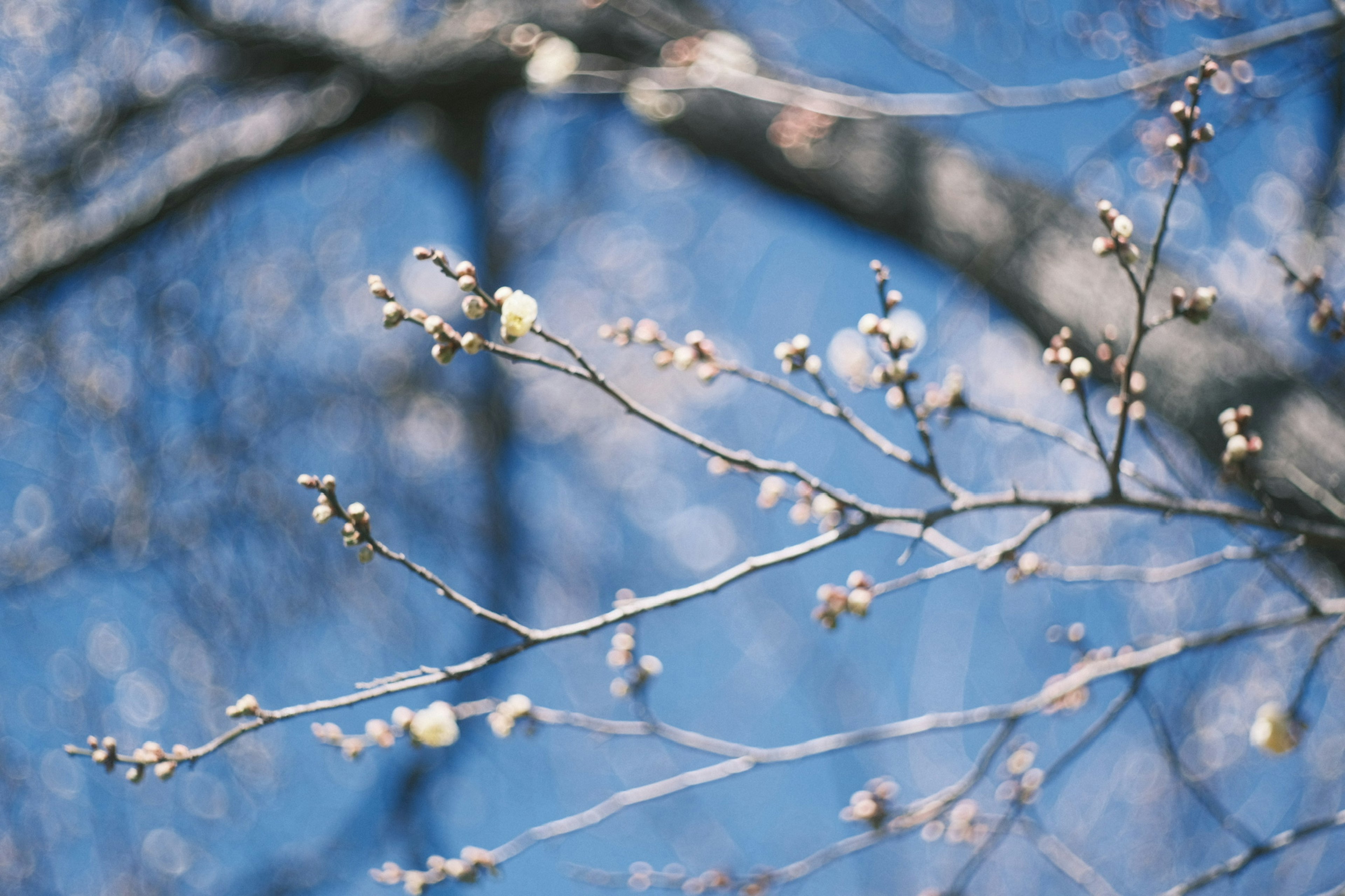 Branche avec des bourgeons floraux sous un ciel bleu