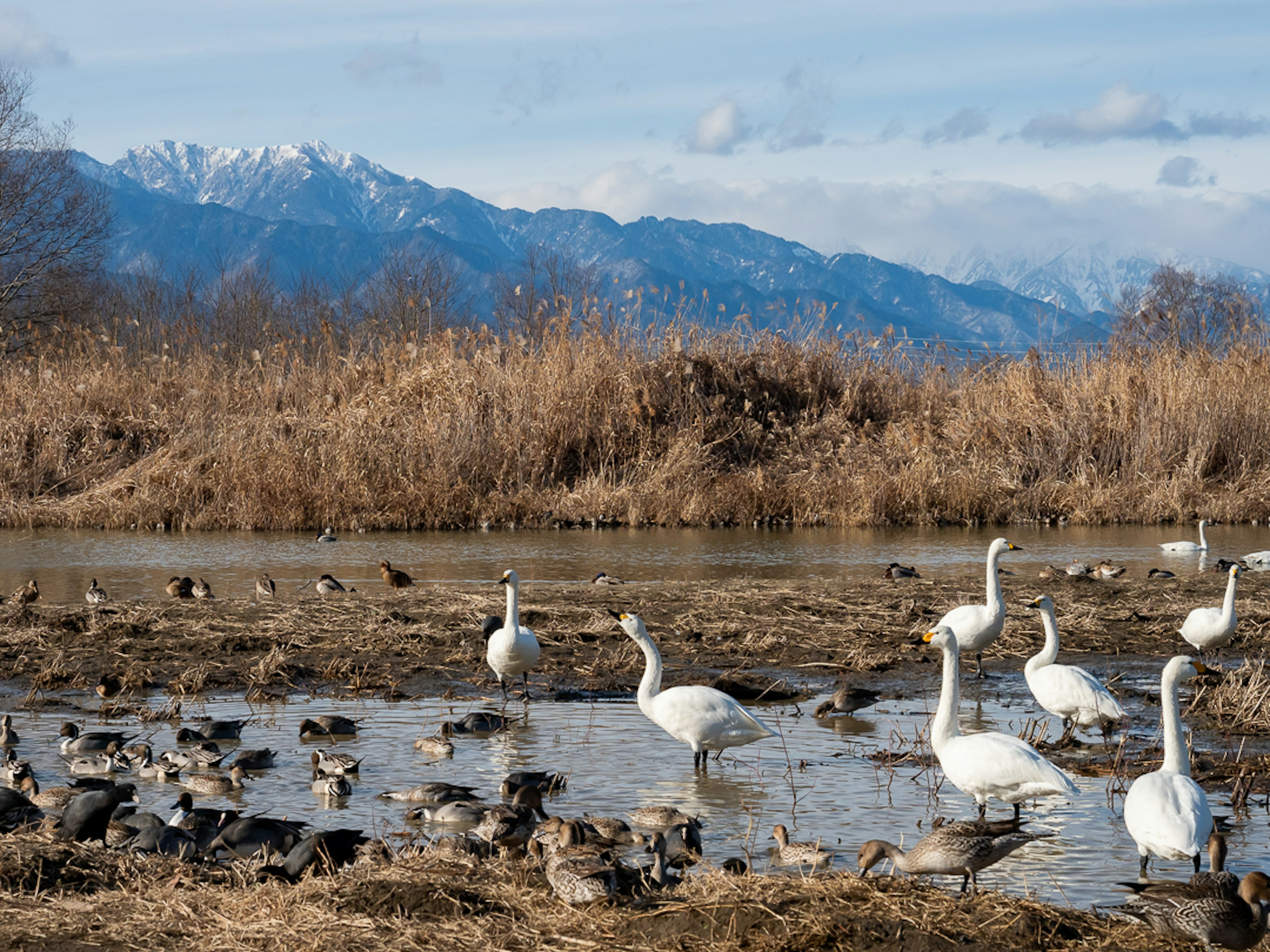 Szenen aus einem Feuchtgebiet mit Schwänen und Enten und schneebedeckten Bergen