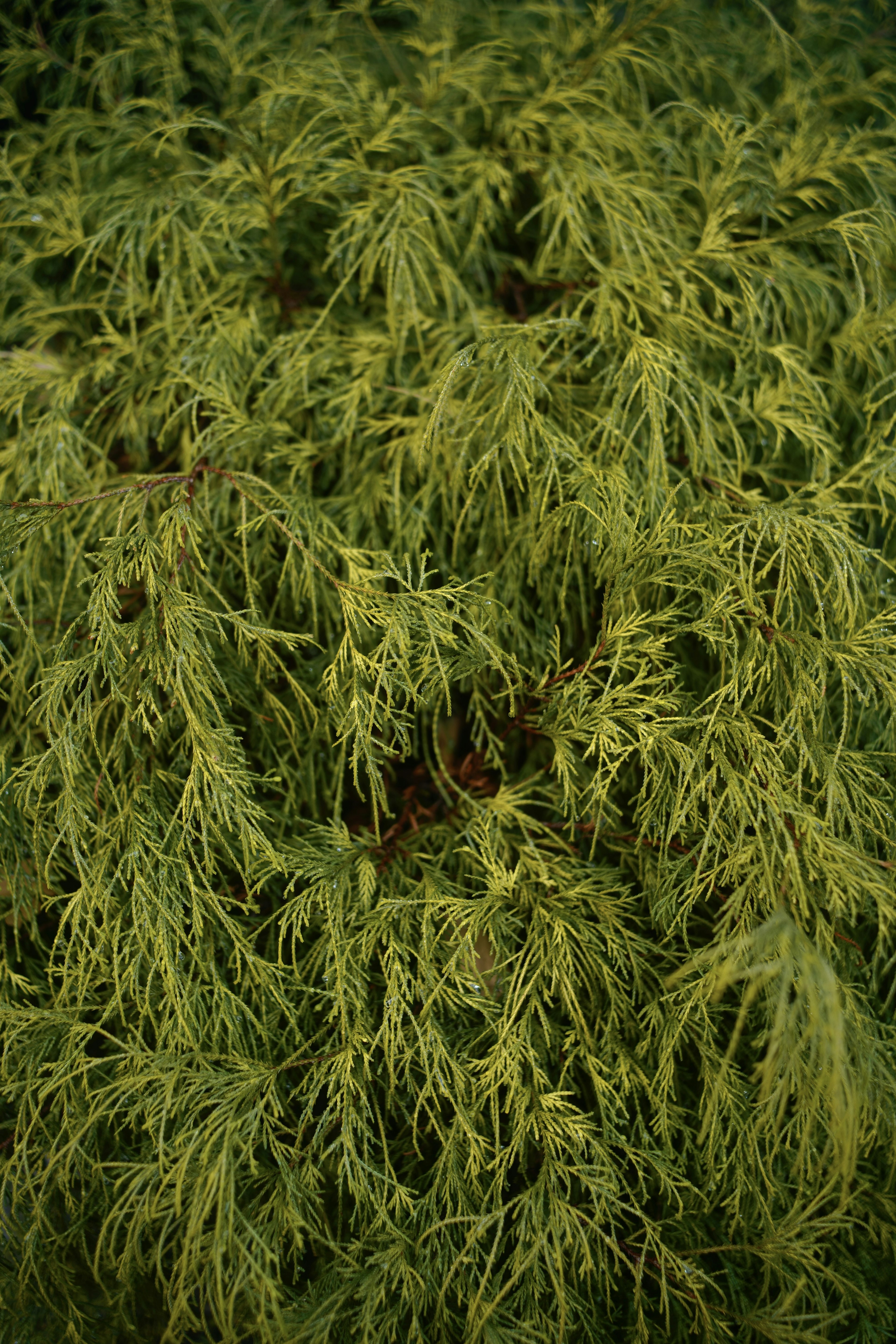 緑の葉の密集したパターンが特徴的な植物