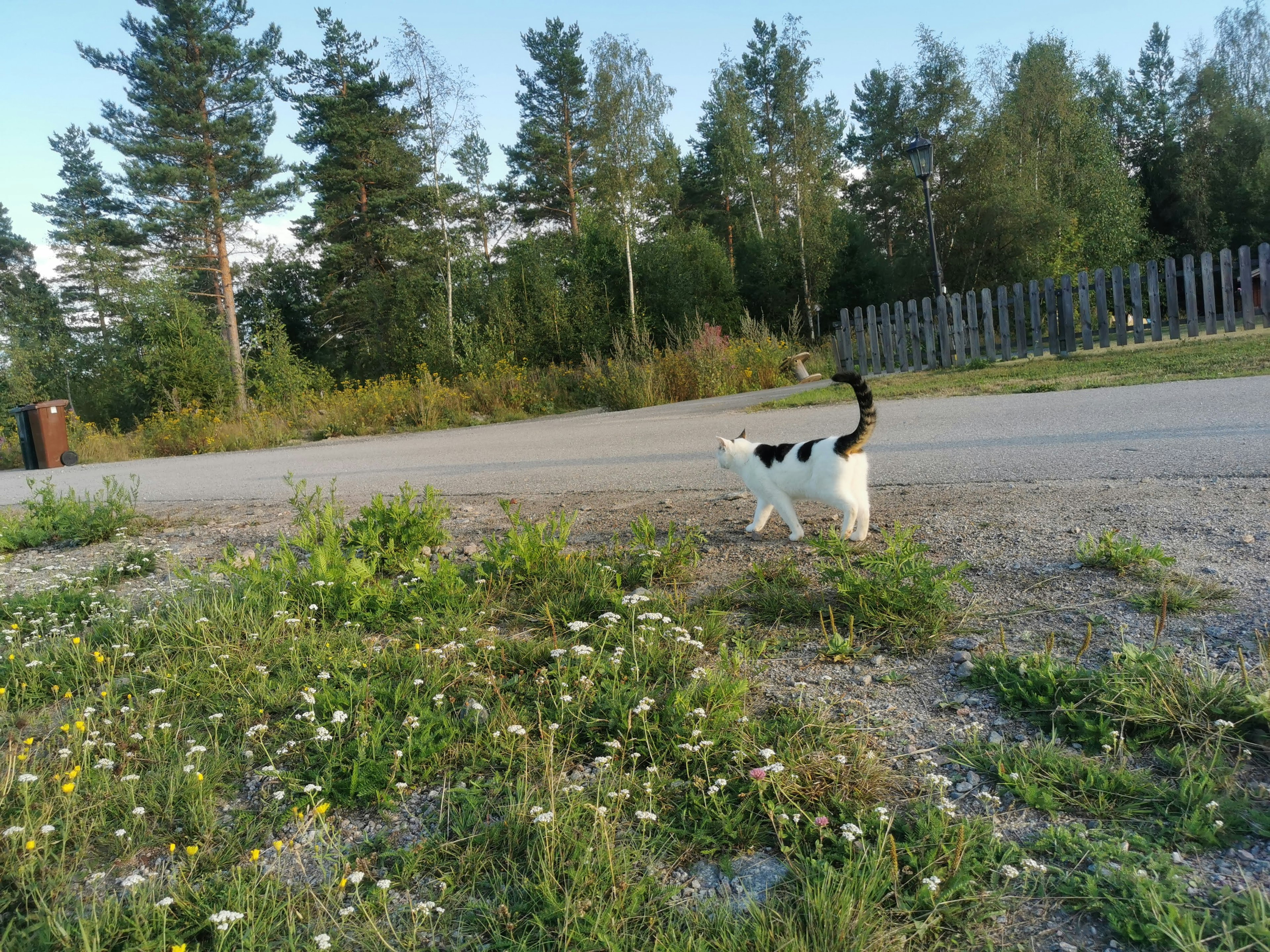 A black and white cat walking through a grassy area