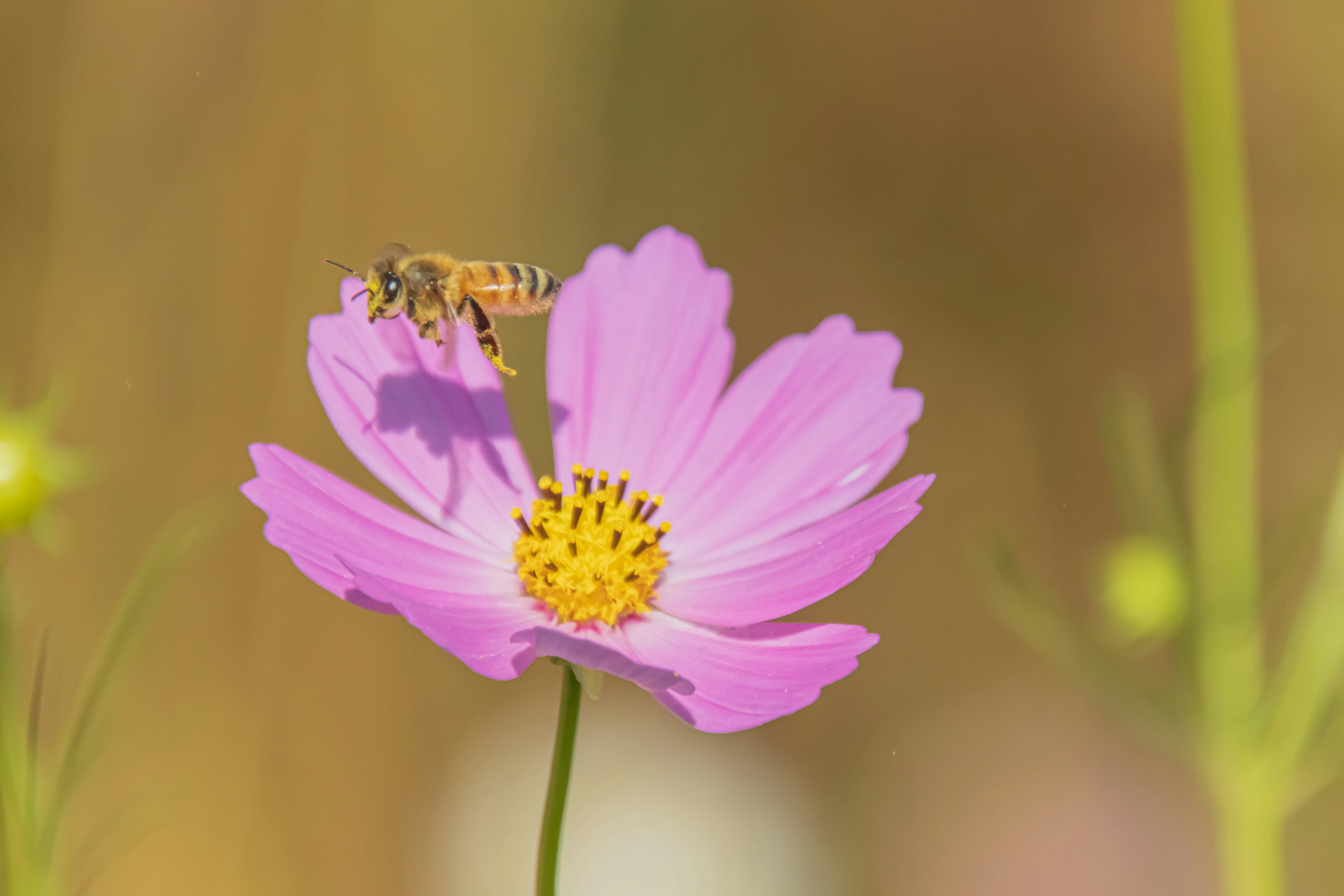 Une fleur de cosmos rose avec une abeille planant à proximité