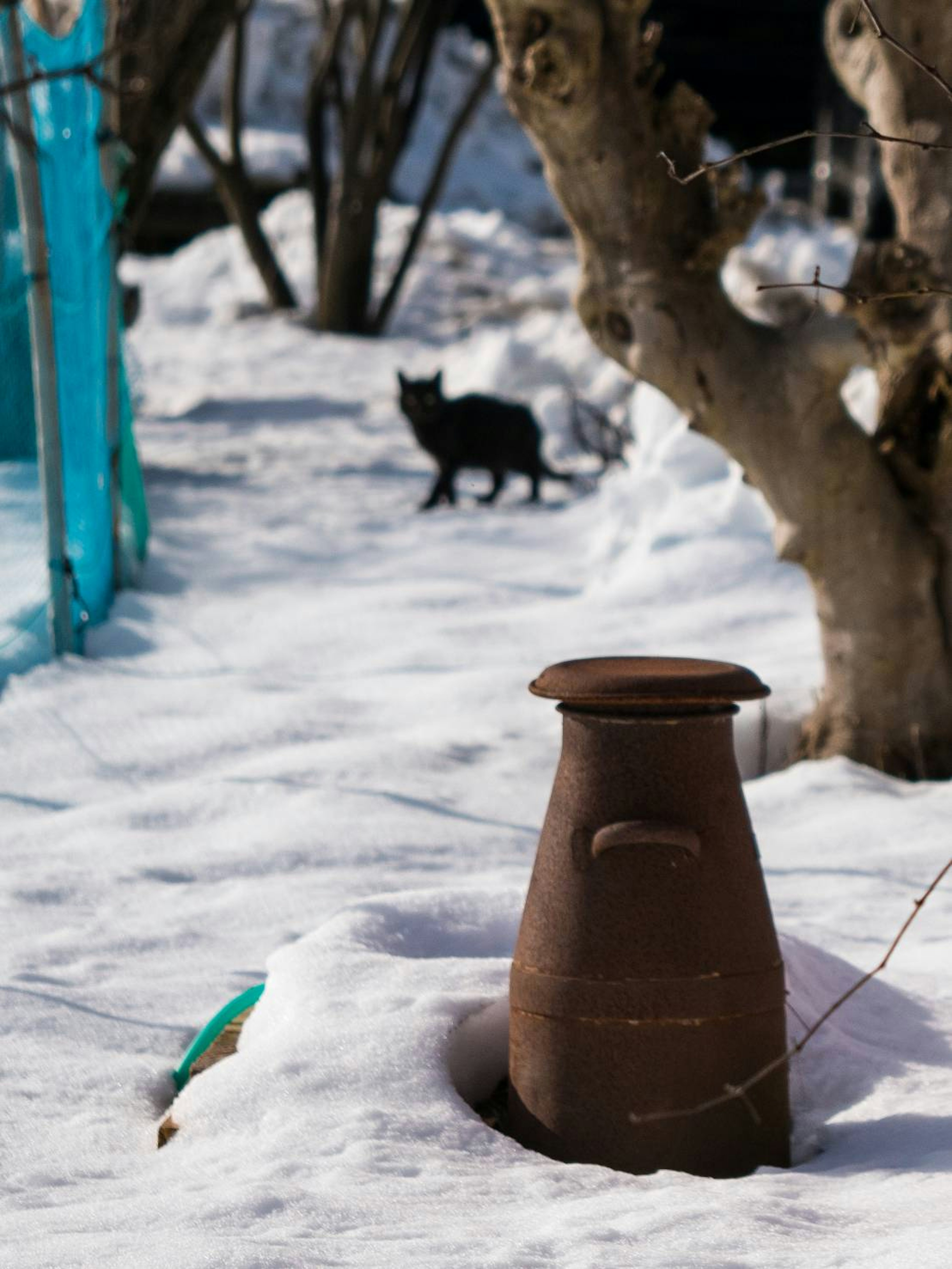 雪に覆われた風景にある茶色の壺と黒い猫