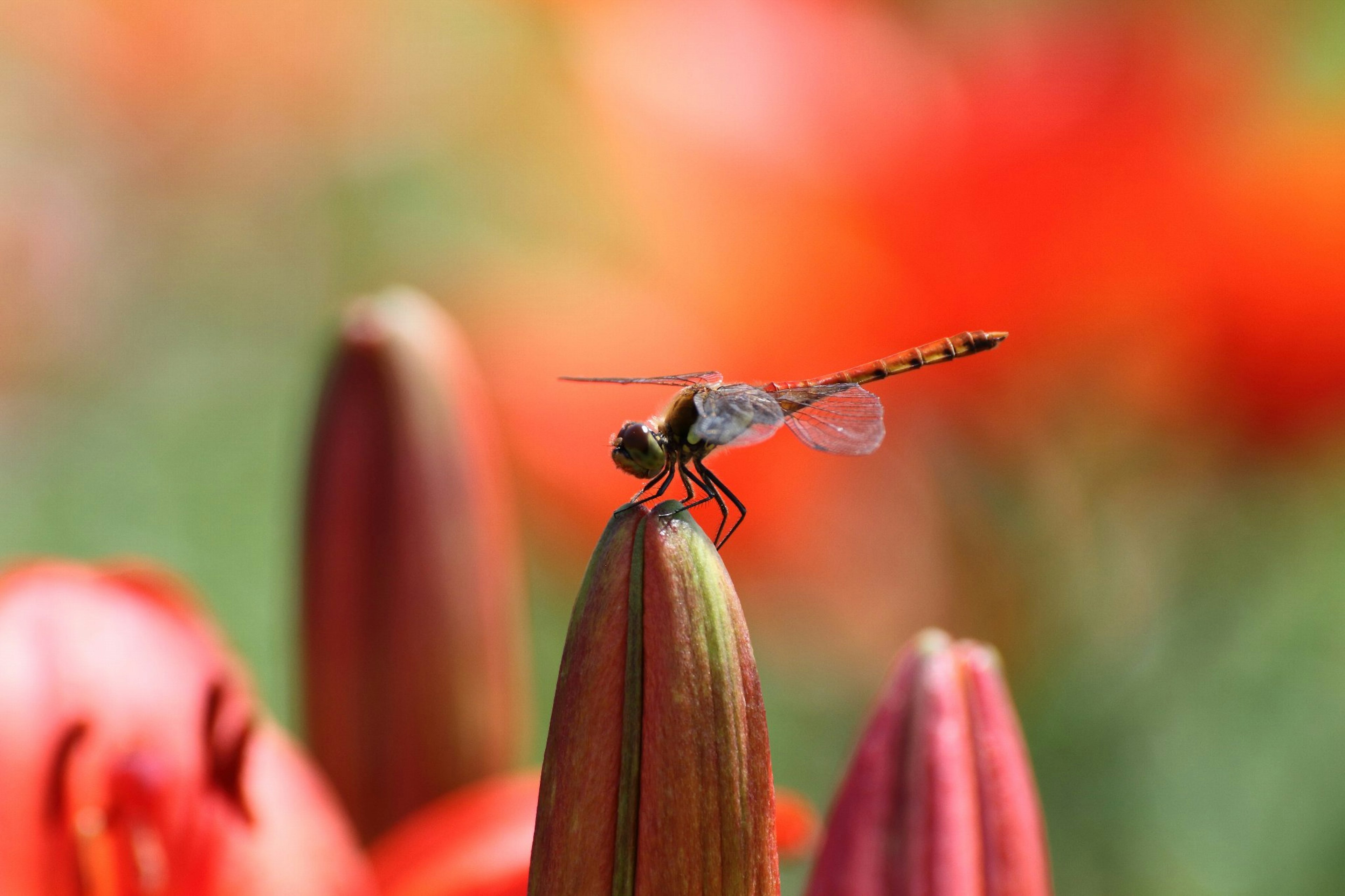 Nahaufnahme einer Libelle, die auf einer Blütenknospe sitzt