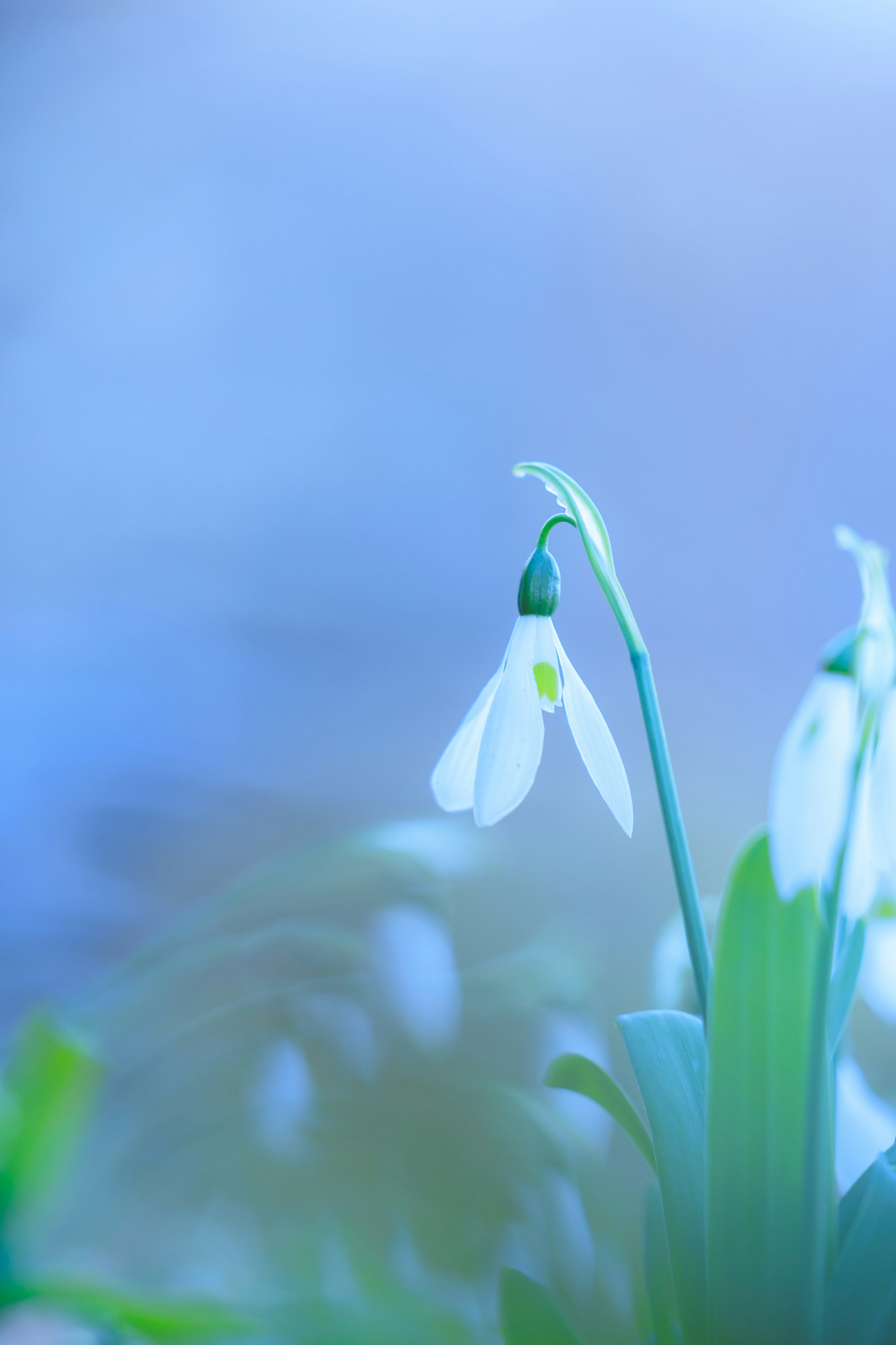 Close-up of snowdrop flowers against a blue background