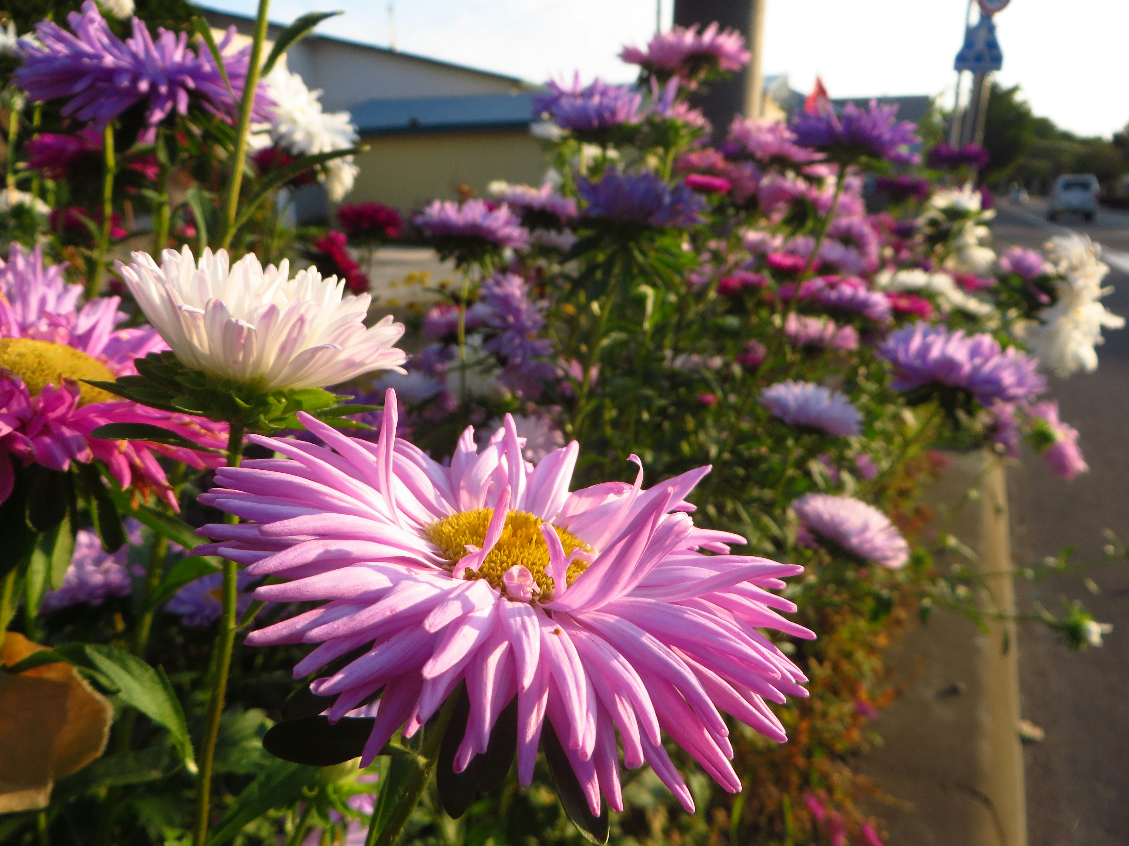 色とりどりの花が咲く風景、紫色の菊の花が主役