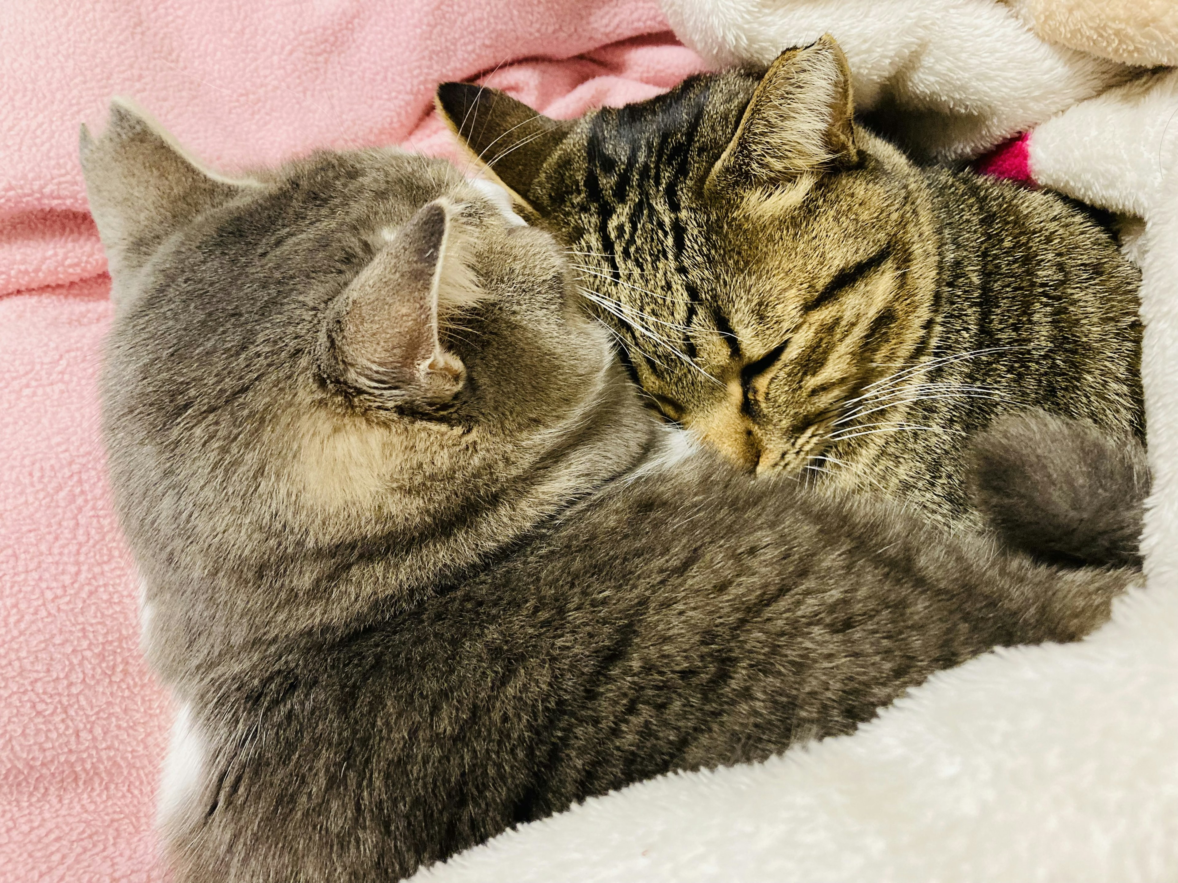 Zwei Katzen, die auf einer weichen Decke zusammenkuscheln