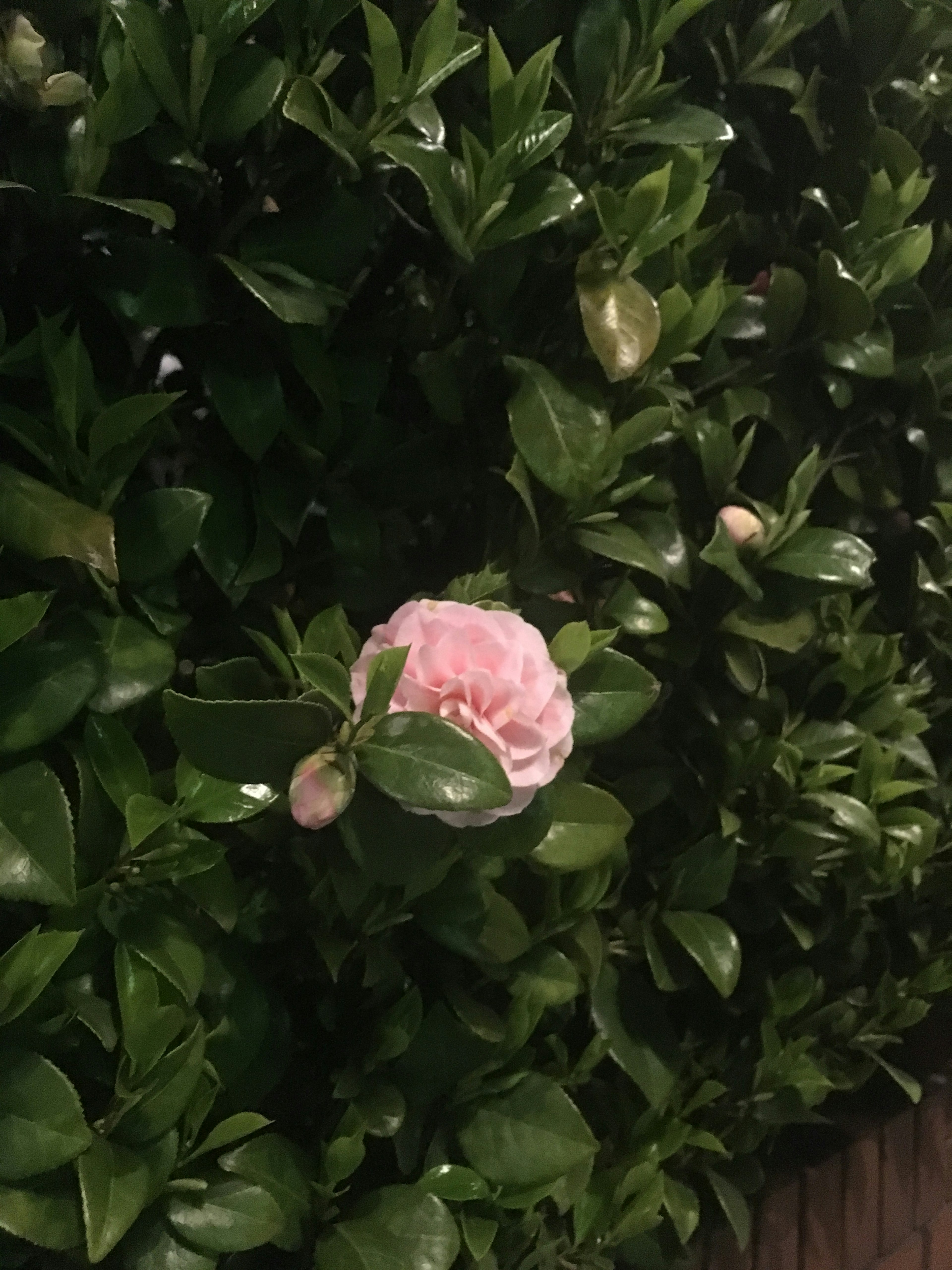 Eine rosa Blume und Knospen zwischen grünen Blättern