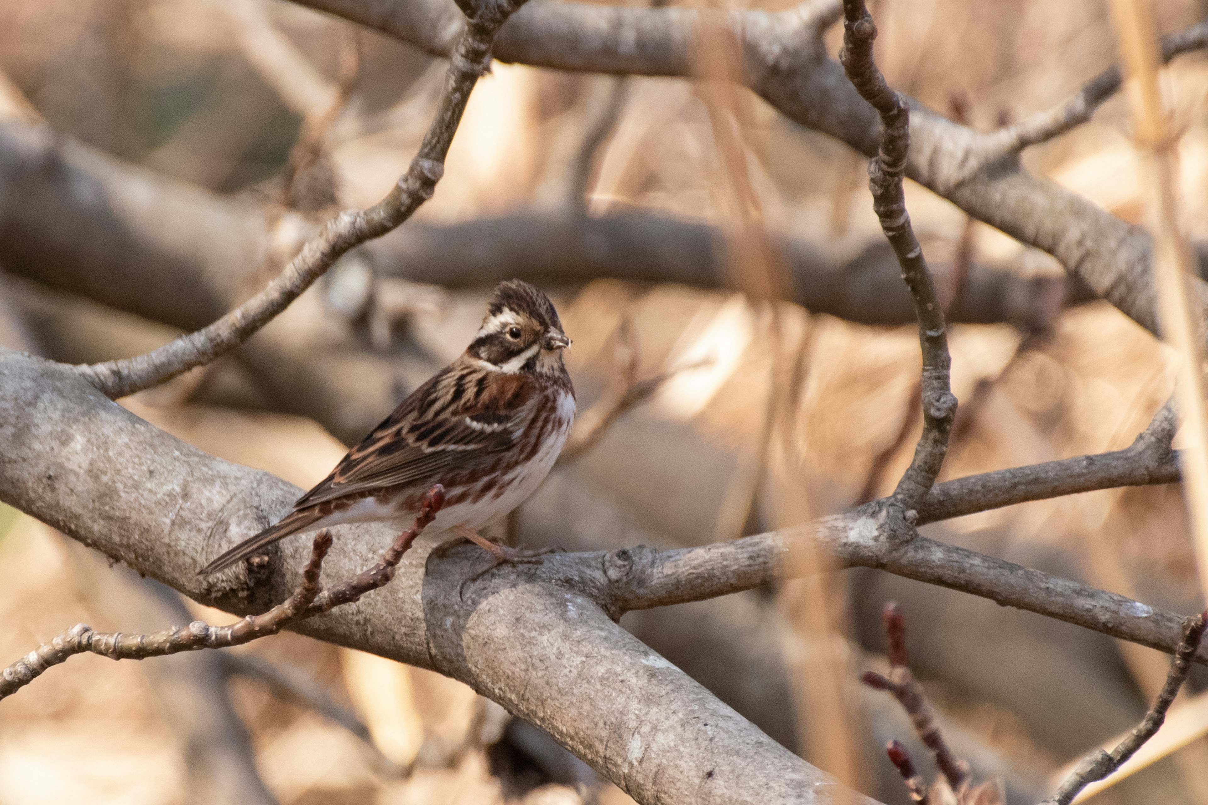 Close-up image of a small bird perched on a branch