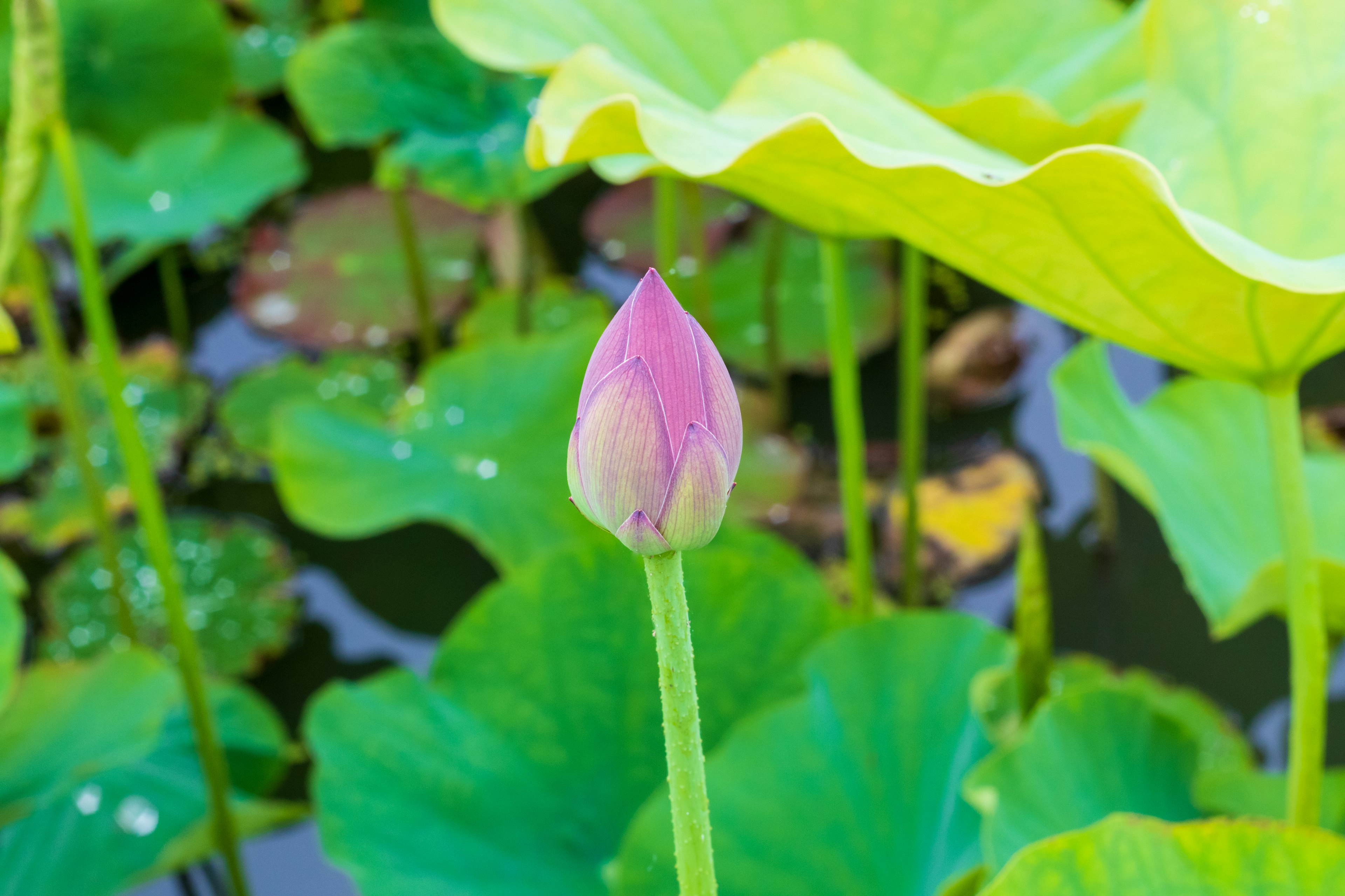 Close-up of a lotus flower bud surrounded by green leaves