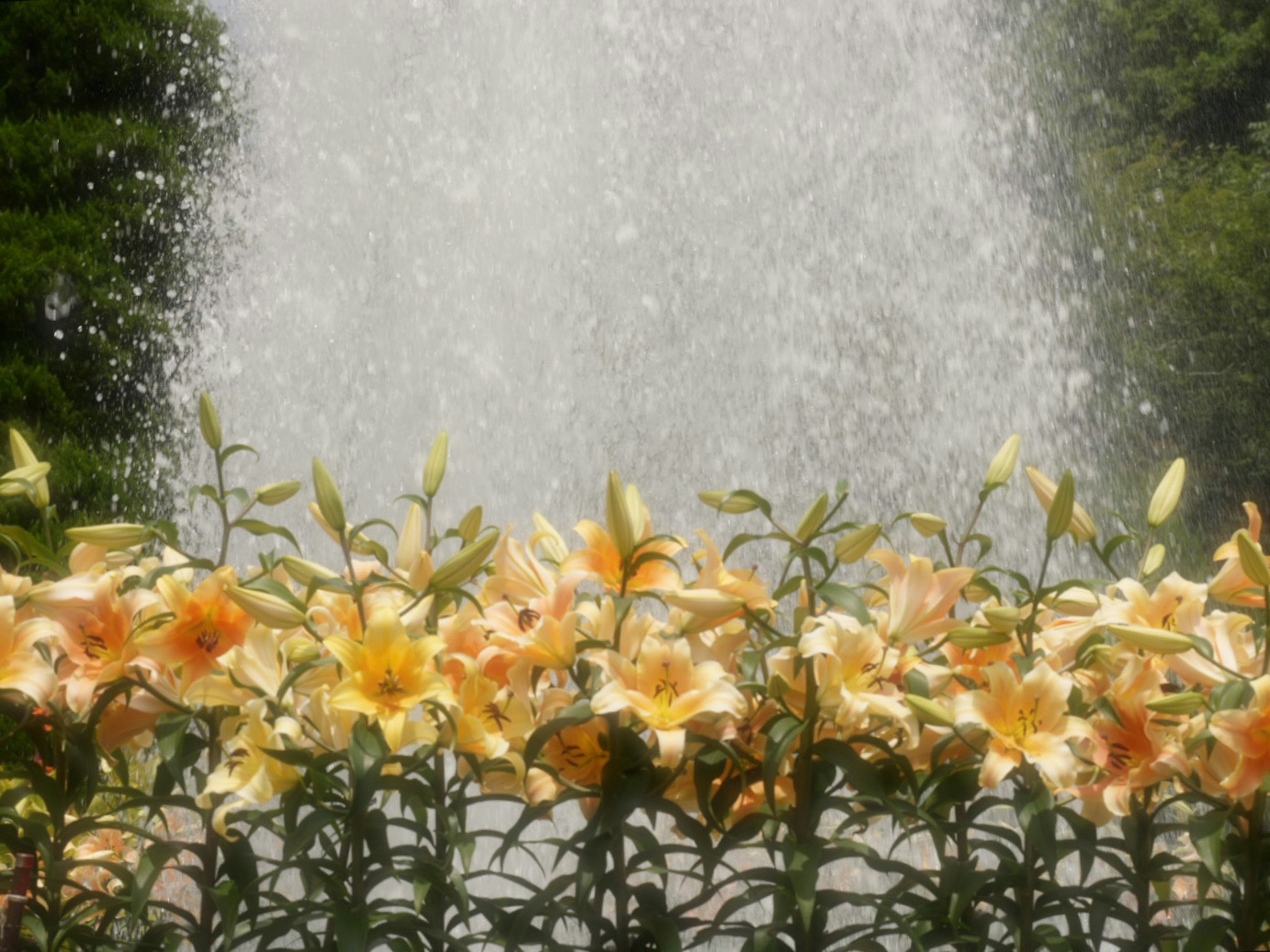 A scenic view of a fountain with blooming orange lilies in the foreground